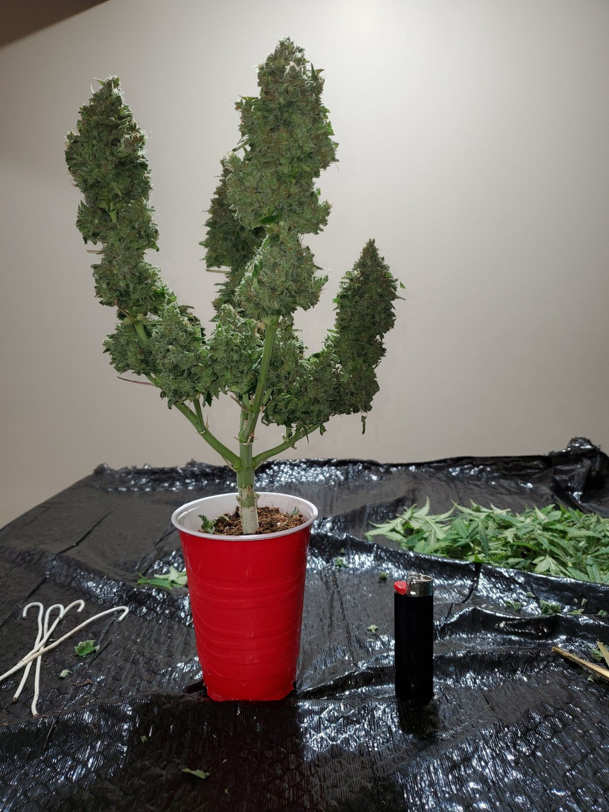 20200321_234647_copy_1209x1612.jpg