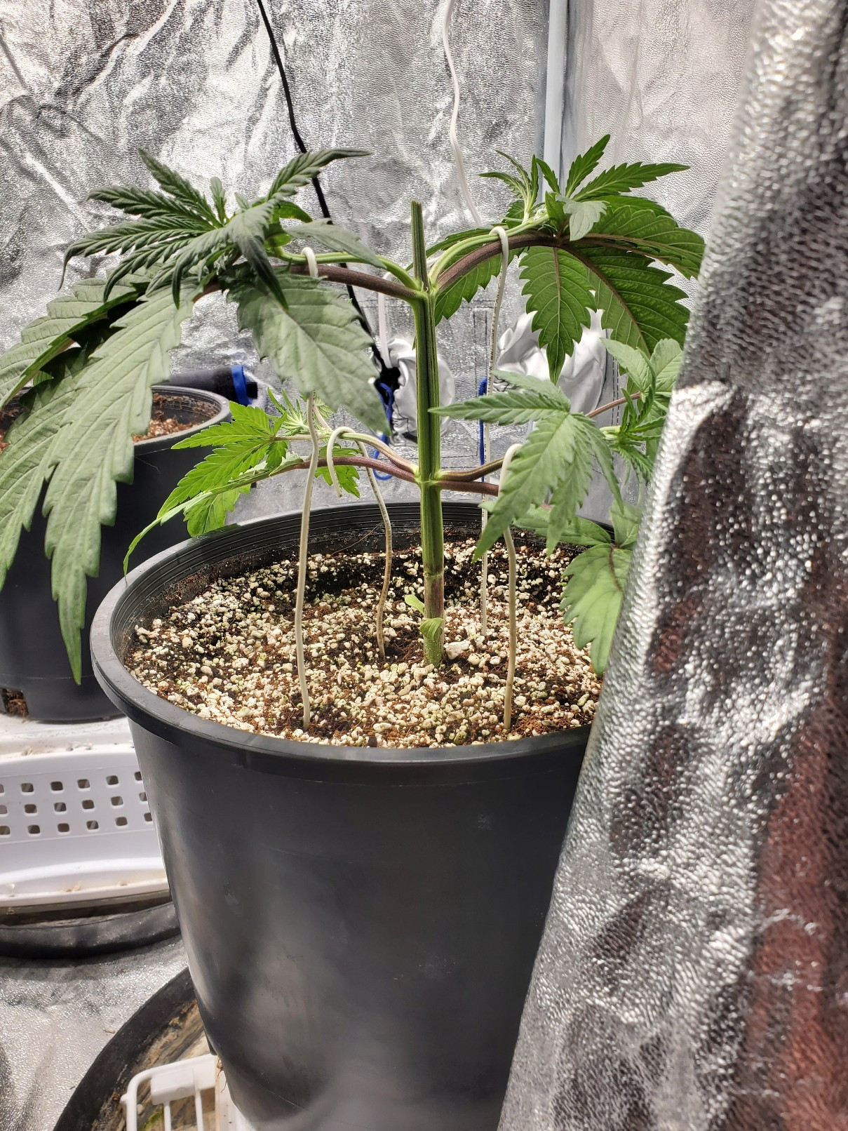 20200714_231054_copy_1209x1612.jpg