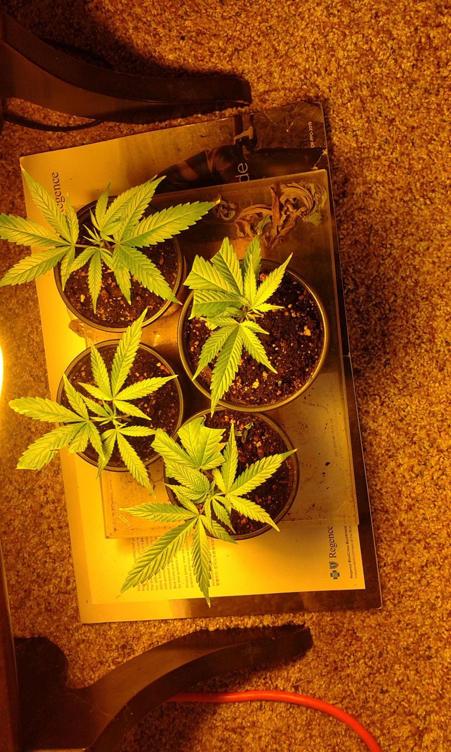 20200817_094557 GSC clones.jpg