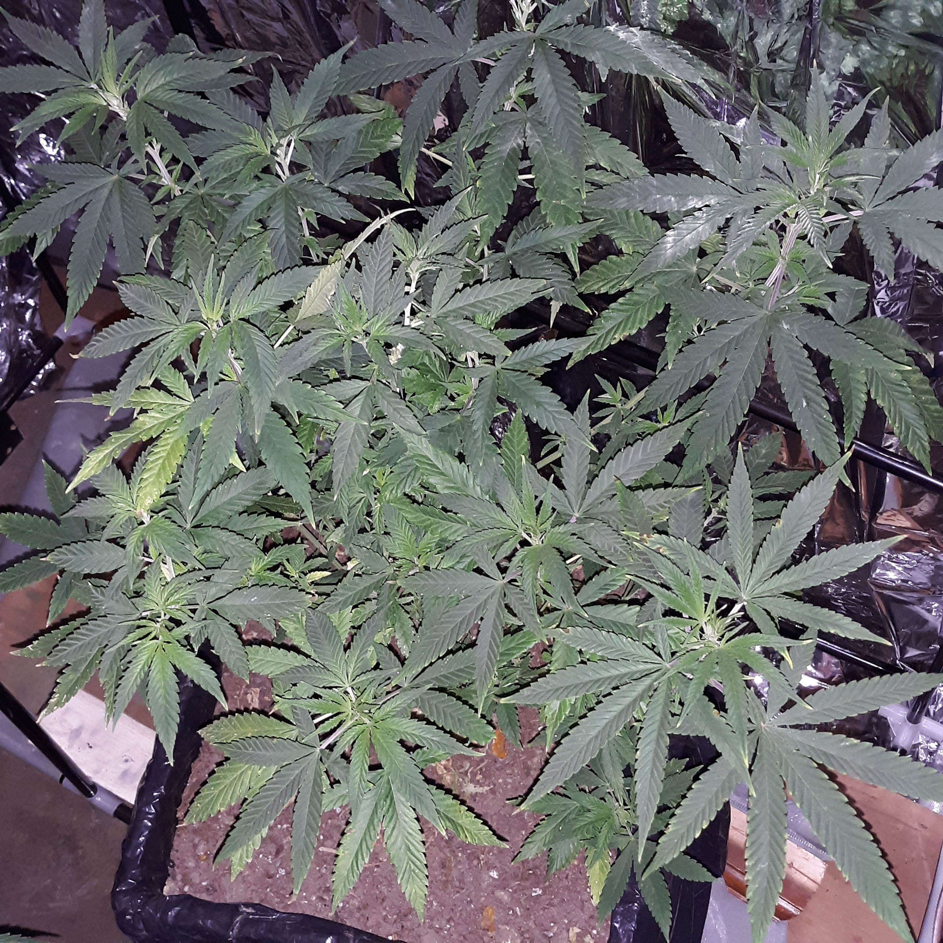 20201003_212119.jpg