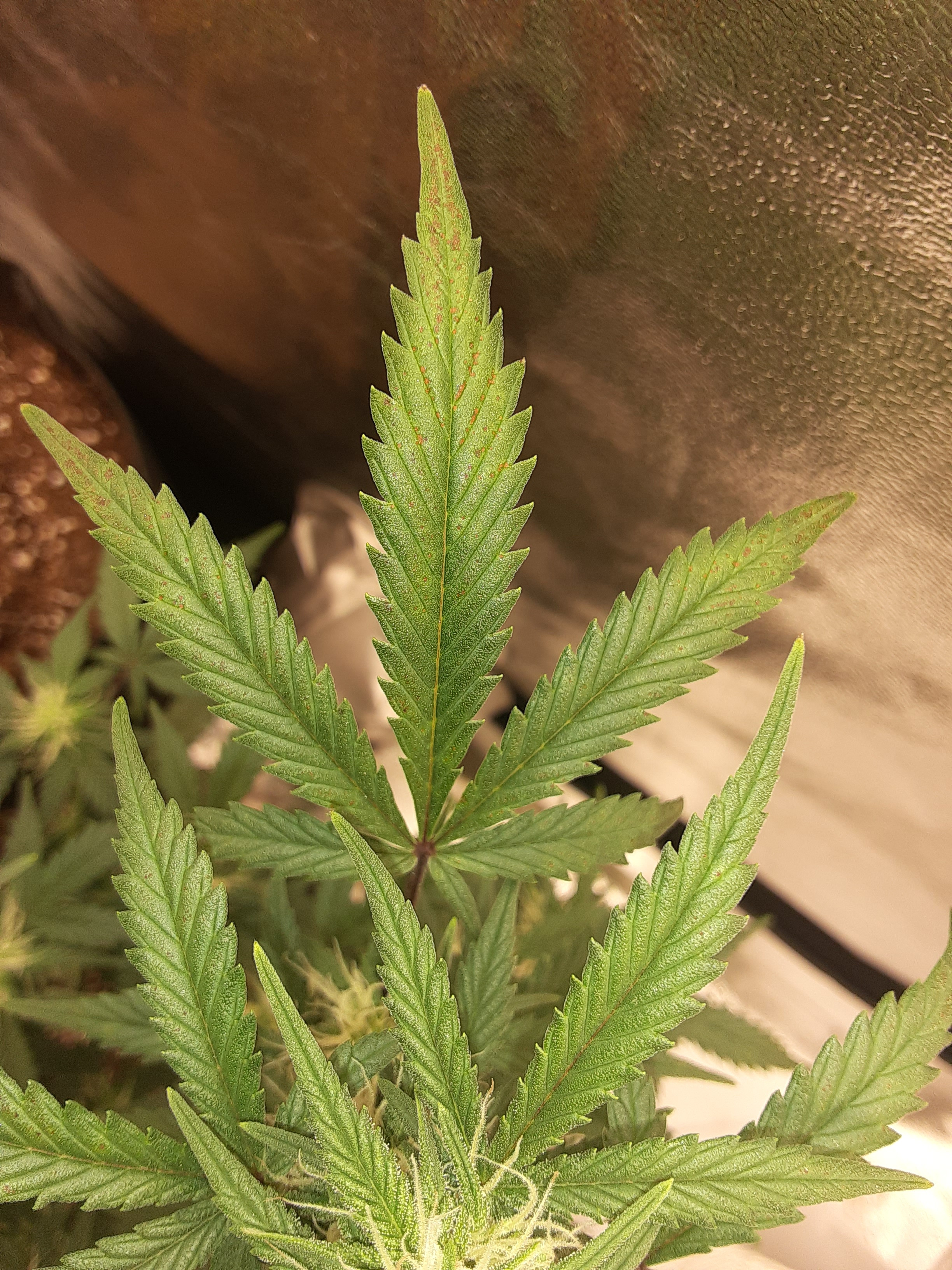 20201106_132431.jpg