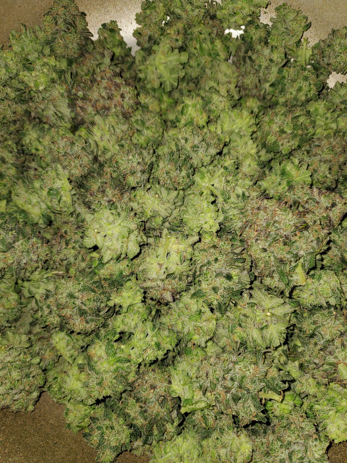 20201124_042344_copy_1209x1612.jpg