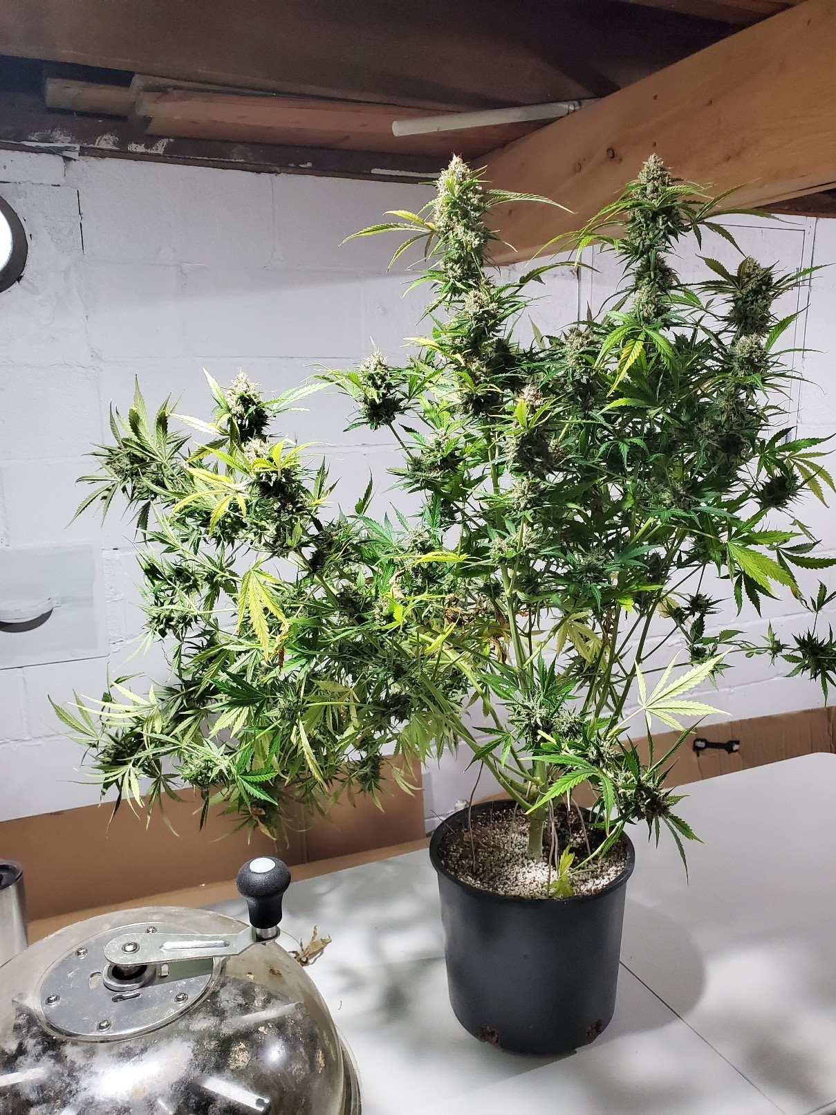 20201221_081038_copy_1209x1612.jpg