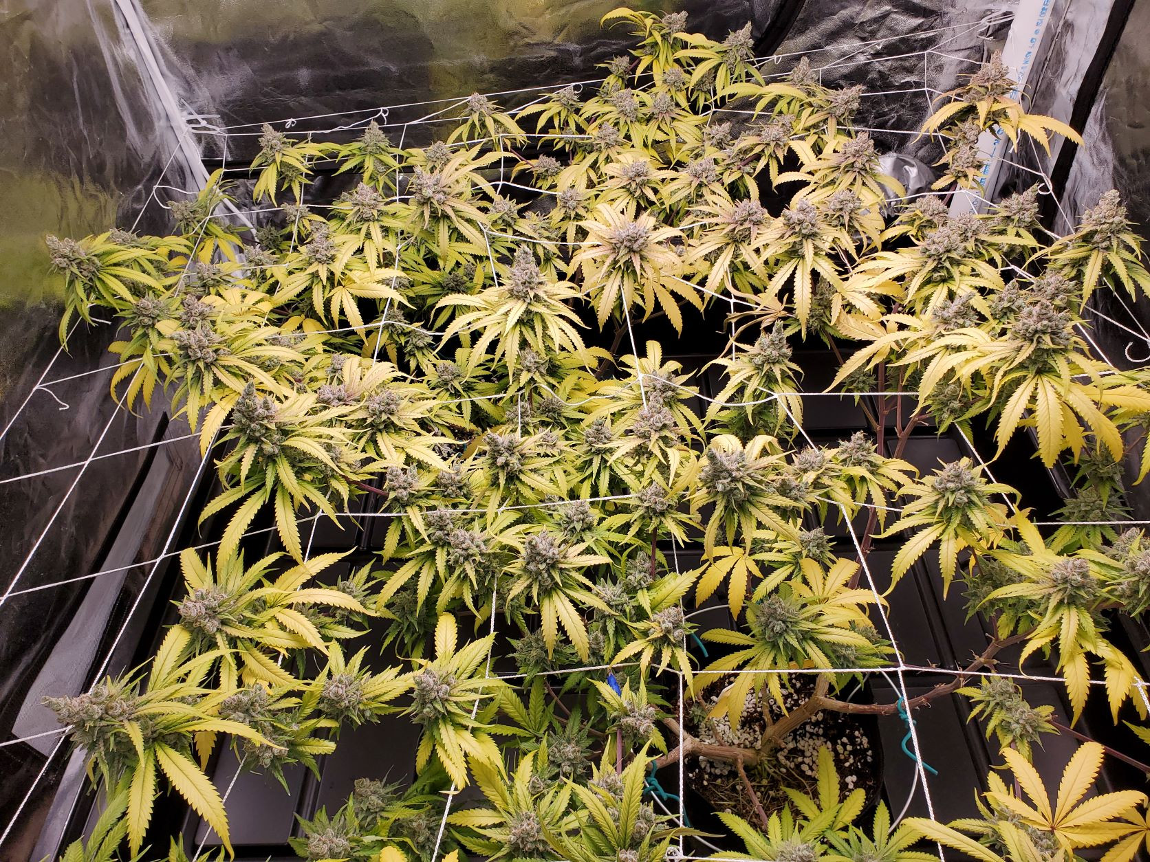 Click image for larger version  Name:	BUD TRAY.jpg Views:	6 Size:	3.06 MB ID:	554671