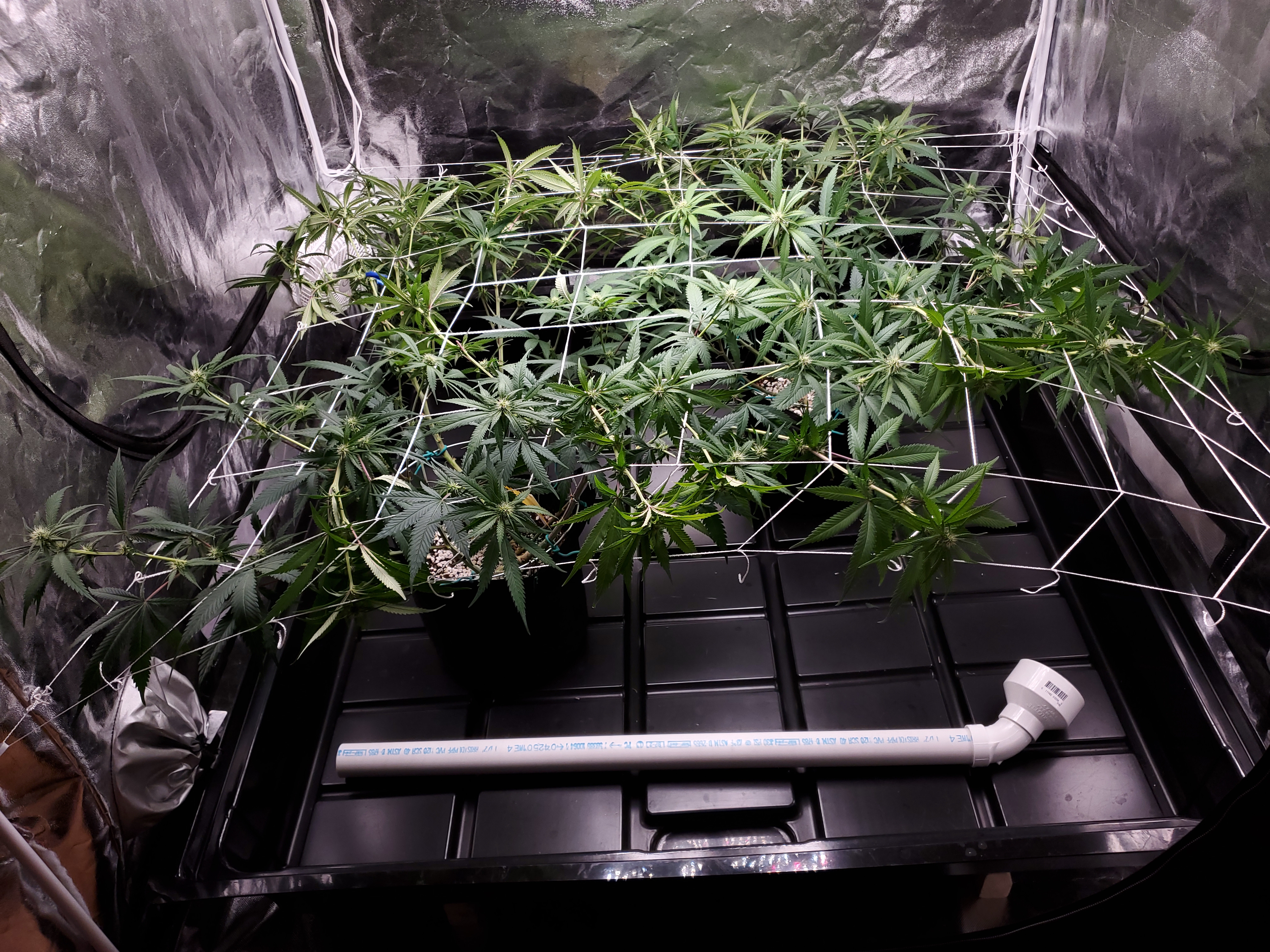 2021-8-18-2 TENT.jpg