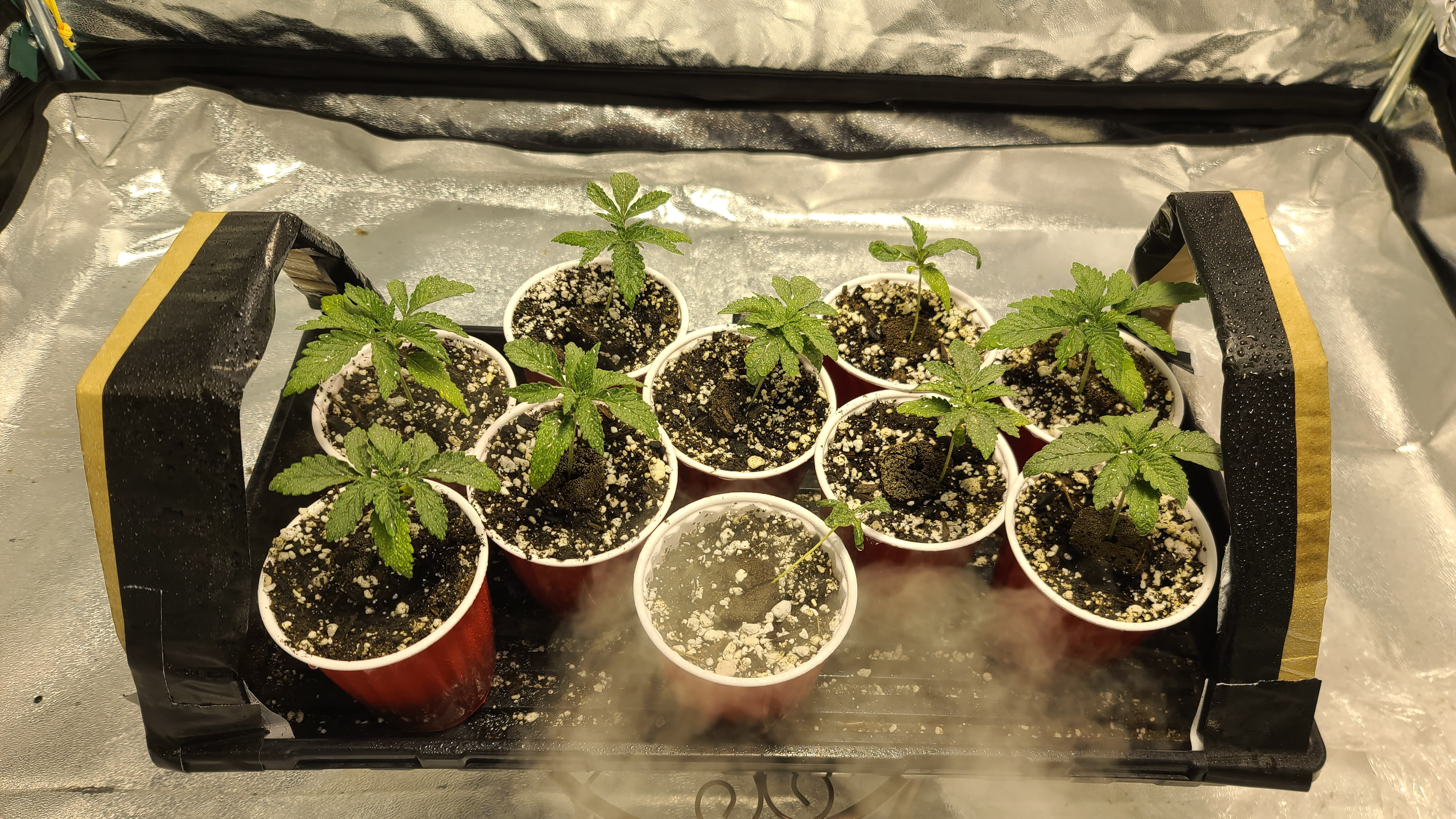 2021-Grow-soloCups.jpg