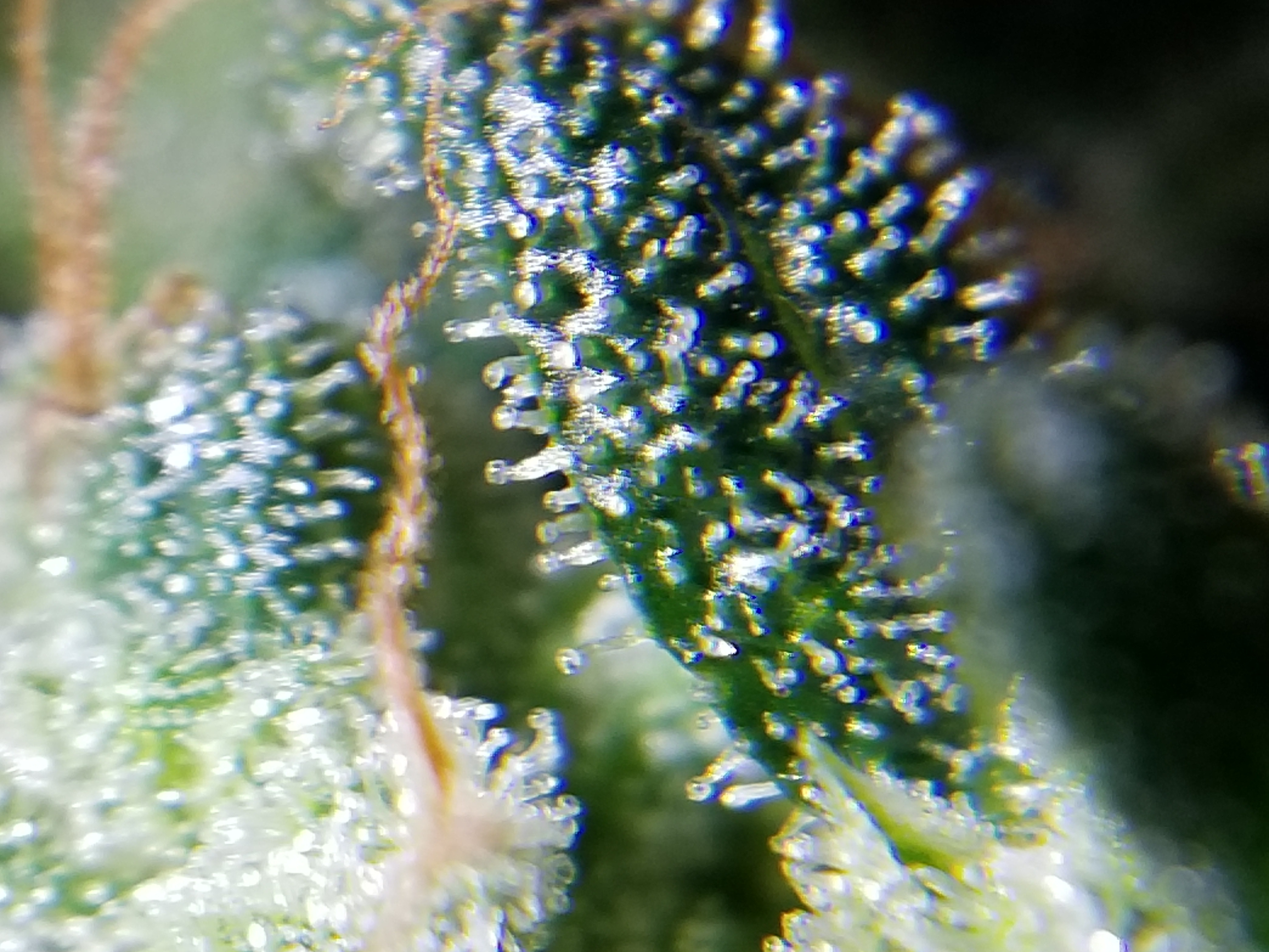 20210408_214524.jpg