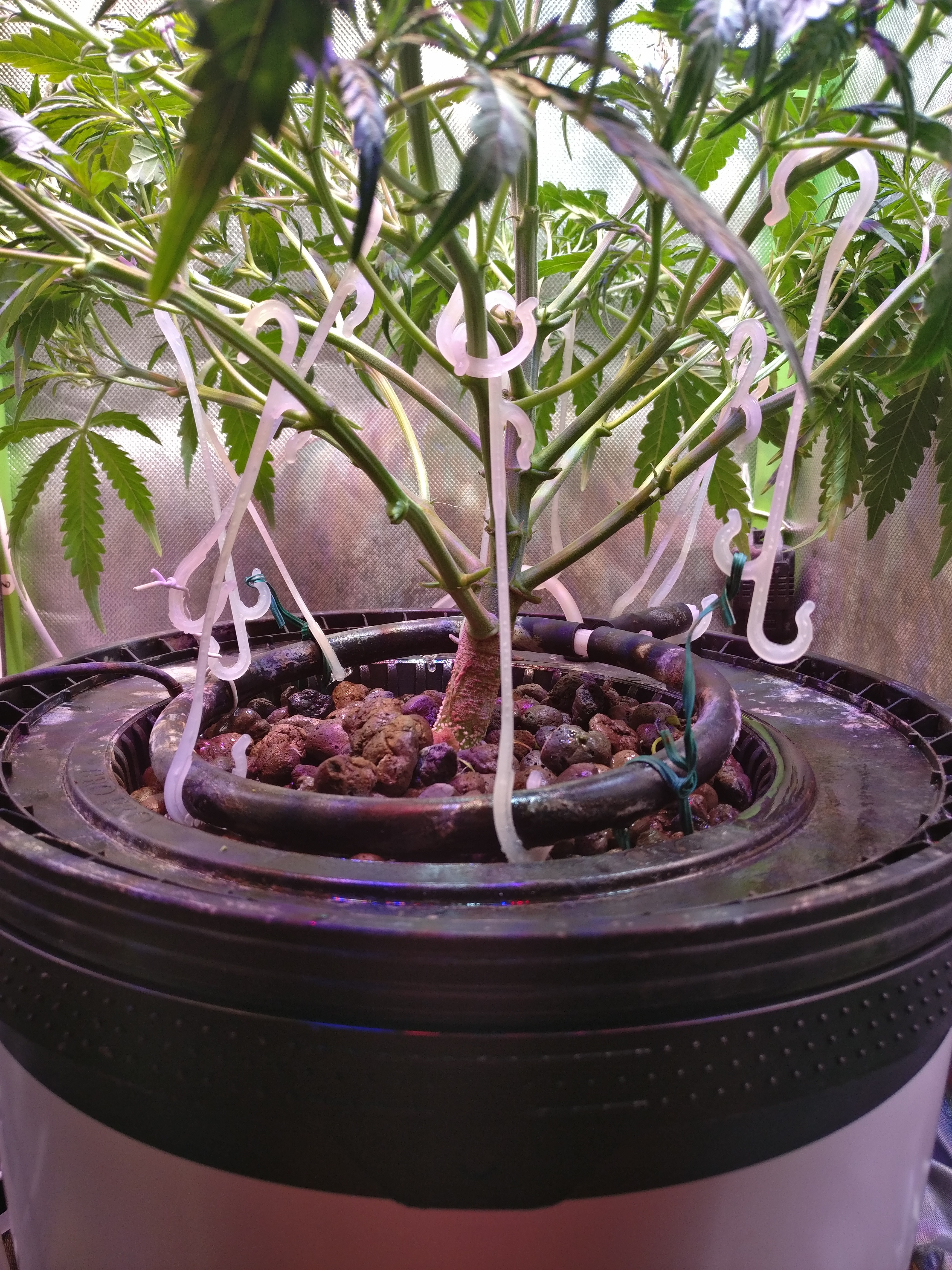 20210421_LST.jpg