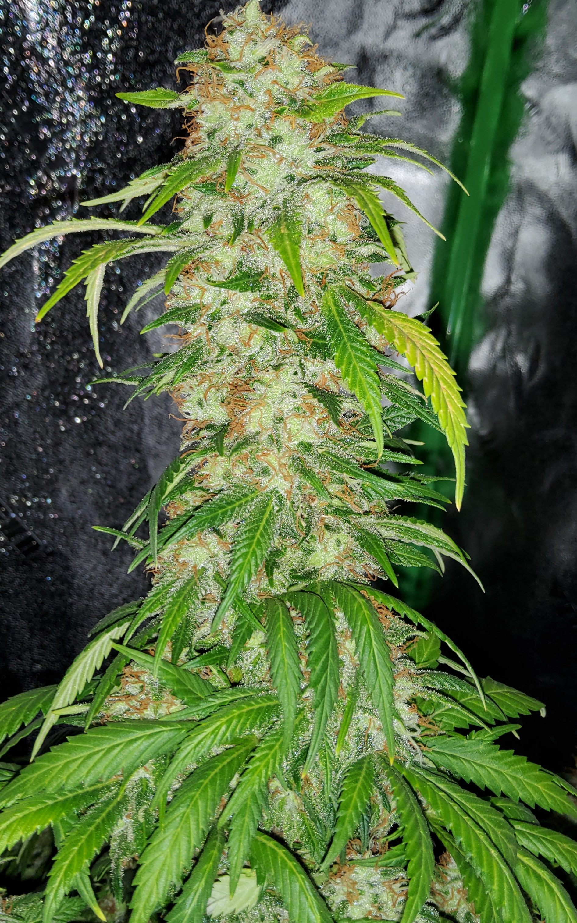 Click image for larger version  Name:	20220124_191121.jpg Views:	4 Size:	1.99 MB ID:	554622