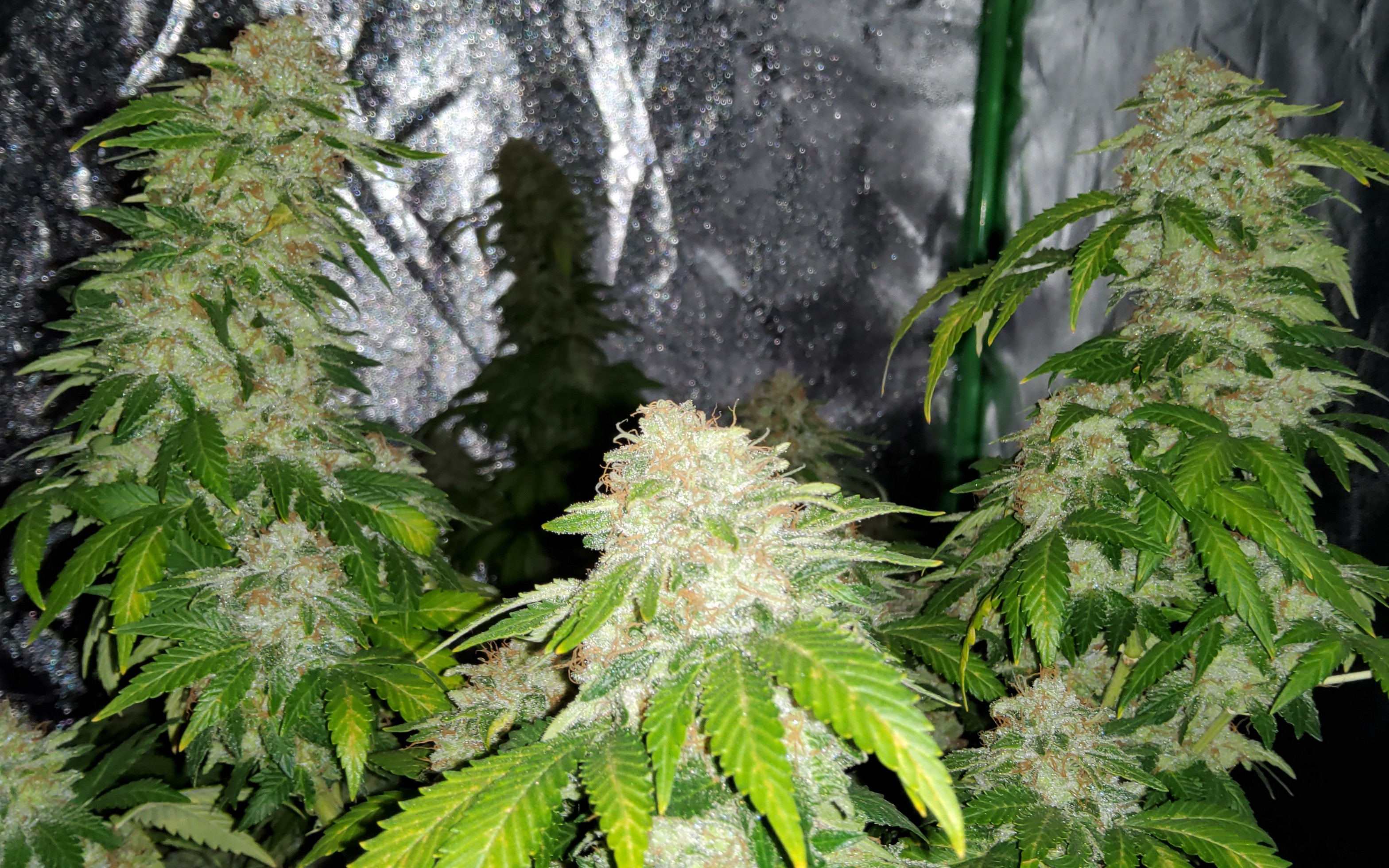 Click image for larger version  Name:	20220124_191203.jpg Views:	4 Size:	1.78 MB ID:	554624