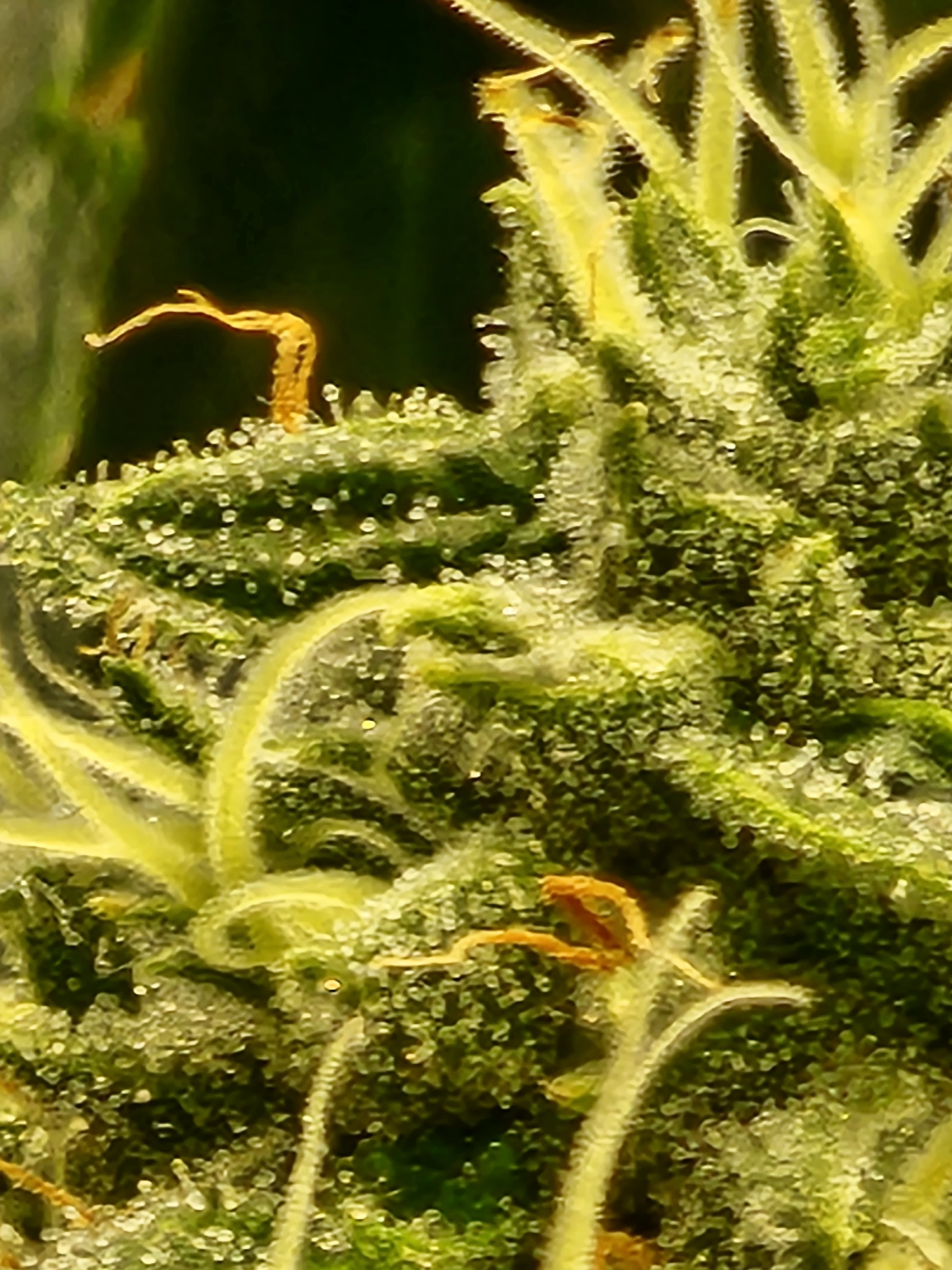 20220711_203914.jpg