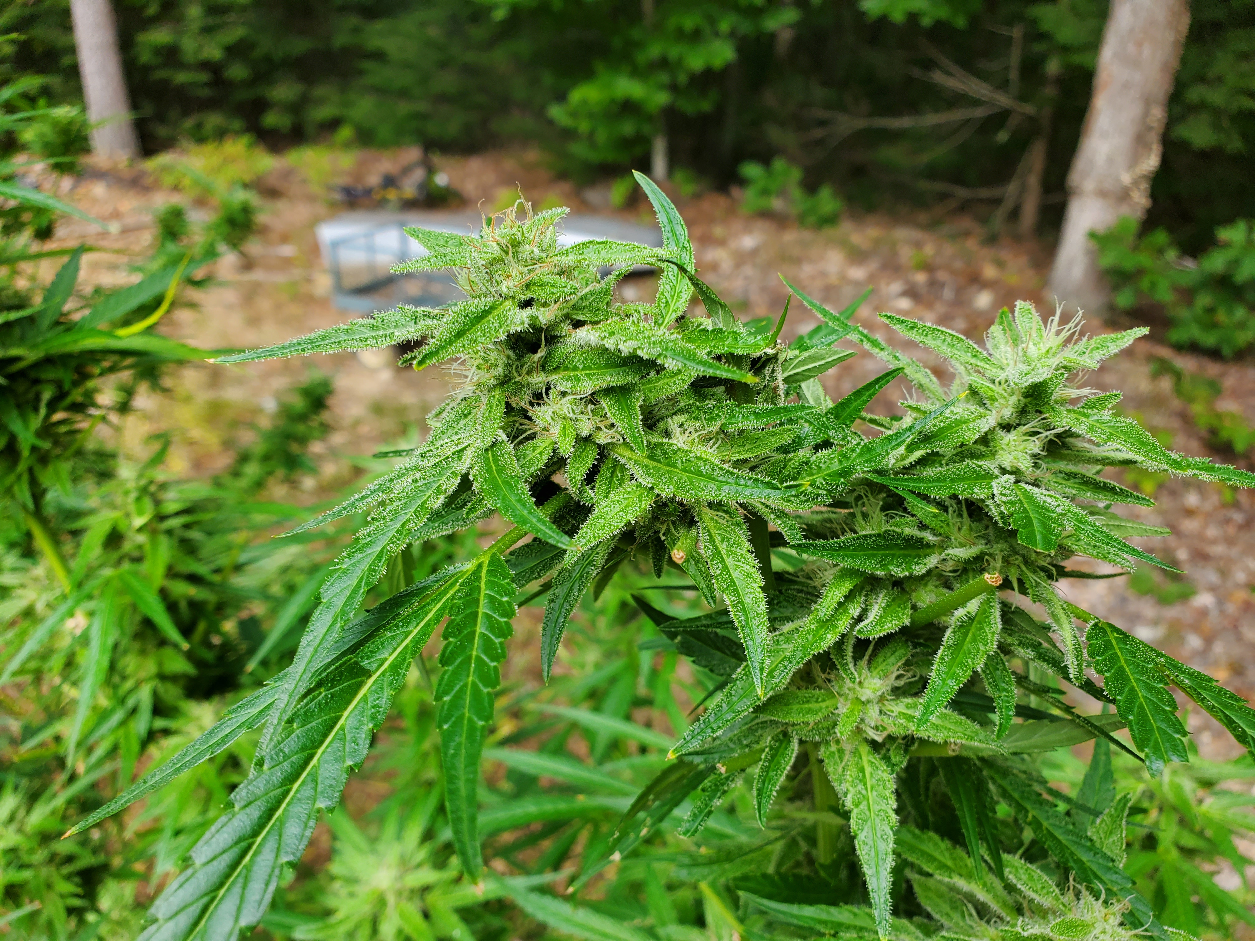 Click image for larger version  Name:	20230930_095001.jpg Views:	0 Size:	6.15 MB ID:	606210
