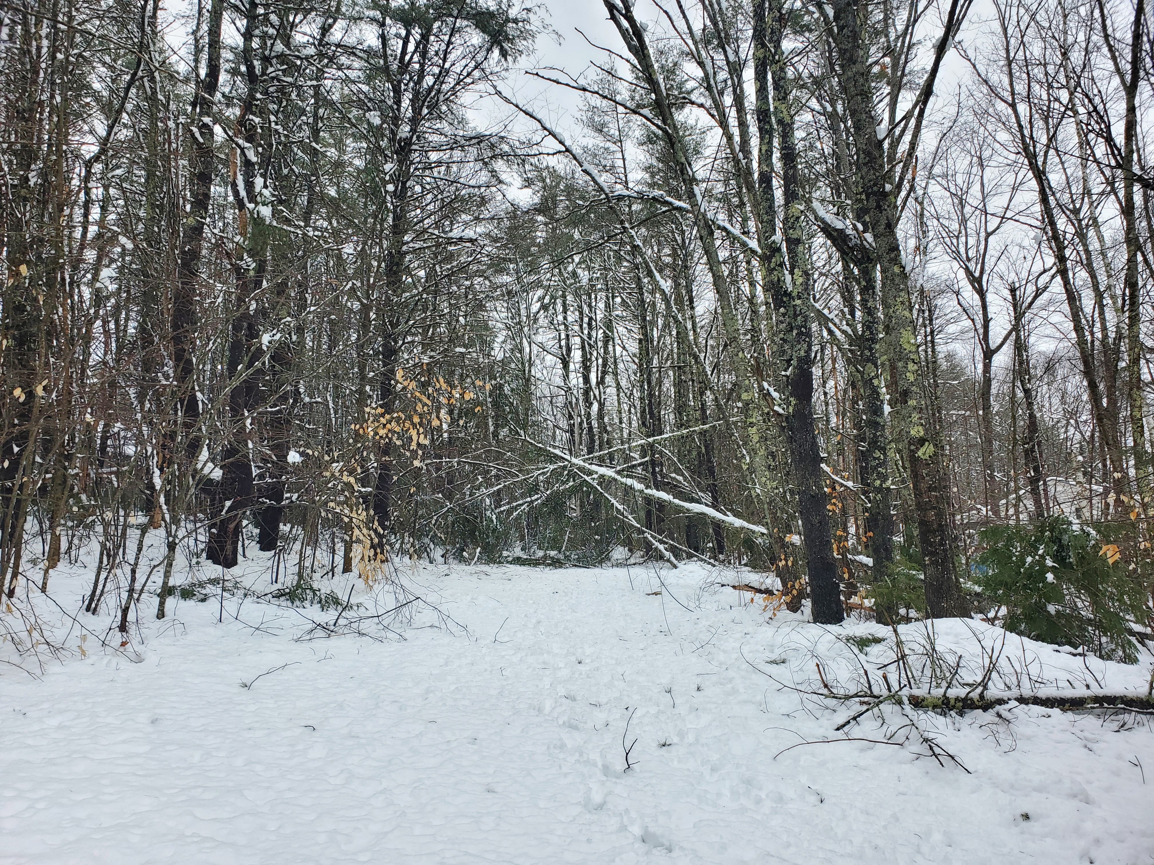2024-4-5 SNOW 104414.jpg