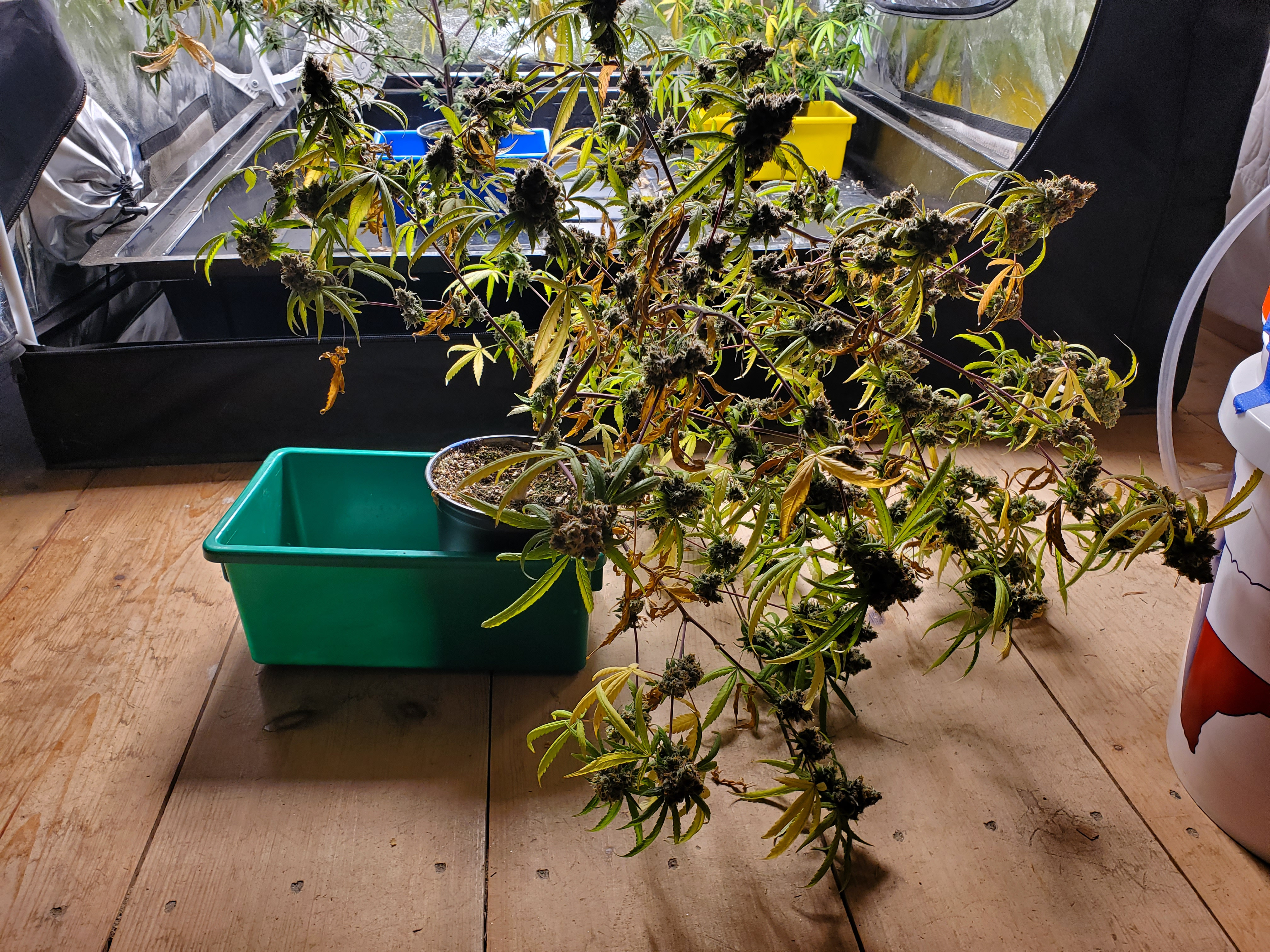 20240908_114015 CL SEED.jpg