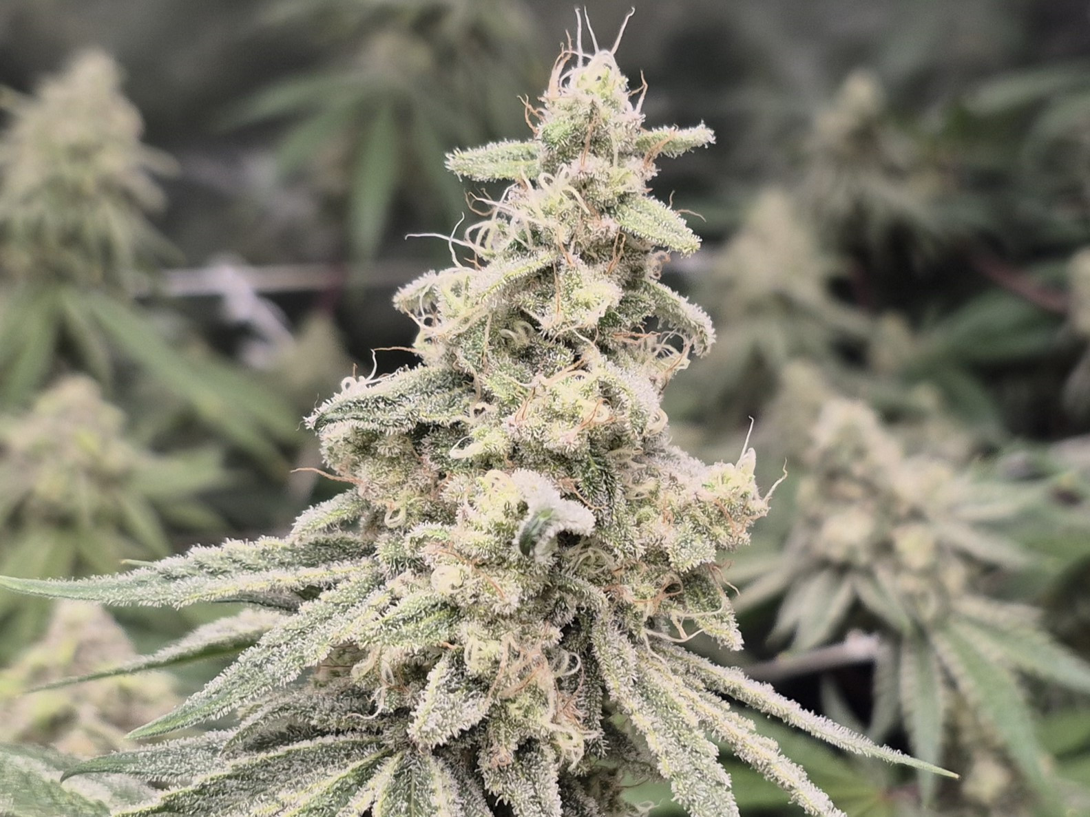 20250818_104649 E1.jpg