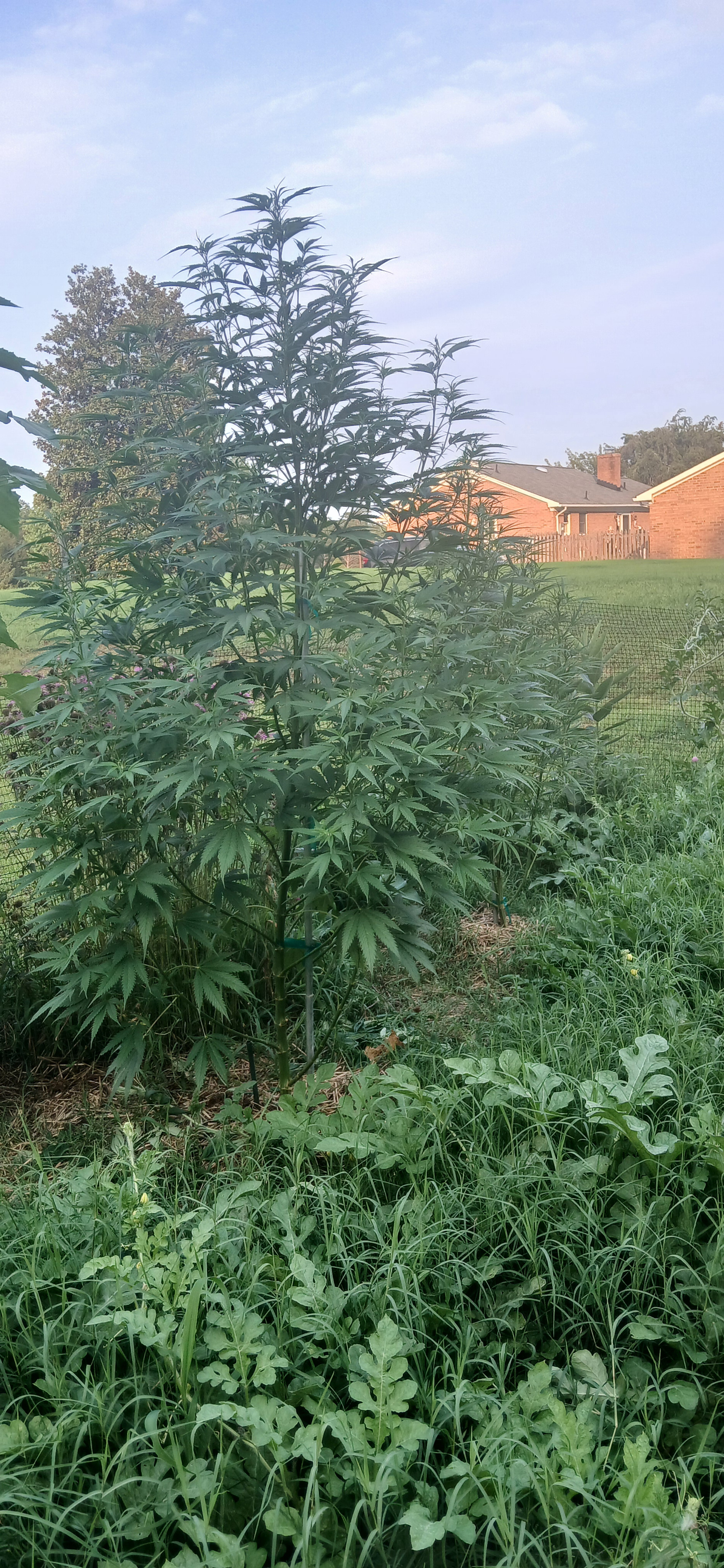 20260719_190727.jpg