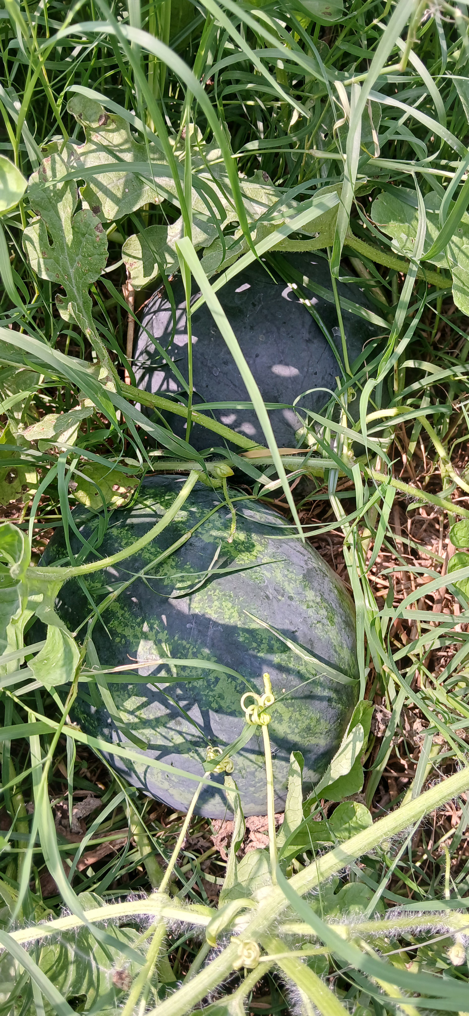 20260720_115933.jpg