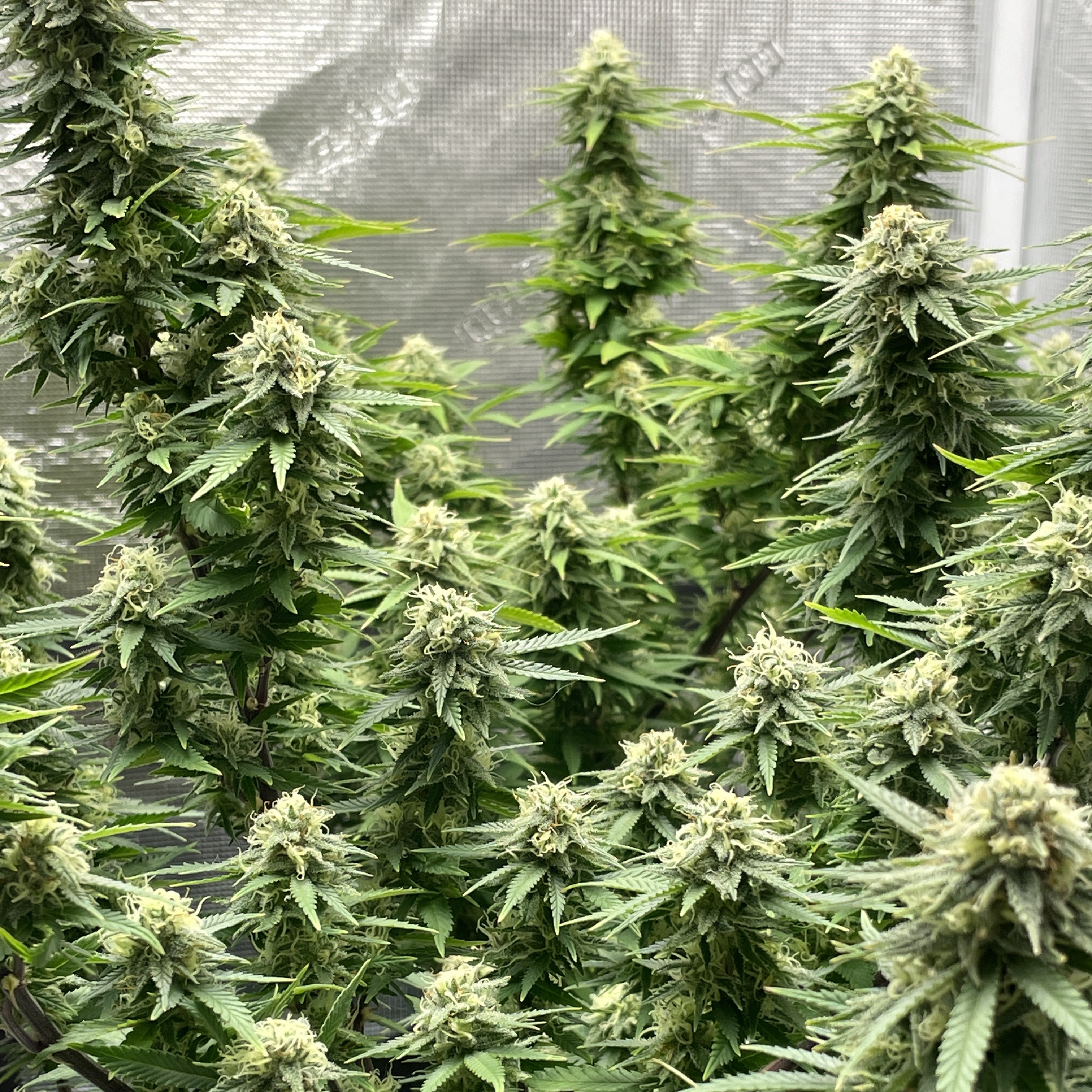 27CB51D5-4CE0-4F6C-B5FE-39F3C567373B.jpeg