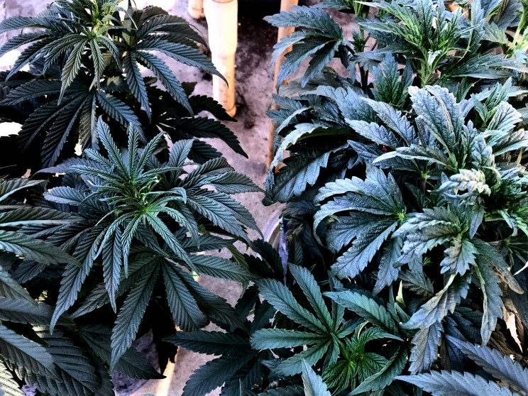 2phenos-01.jpg