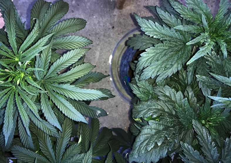 2phenos-02.jpg