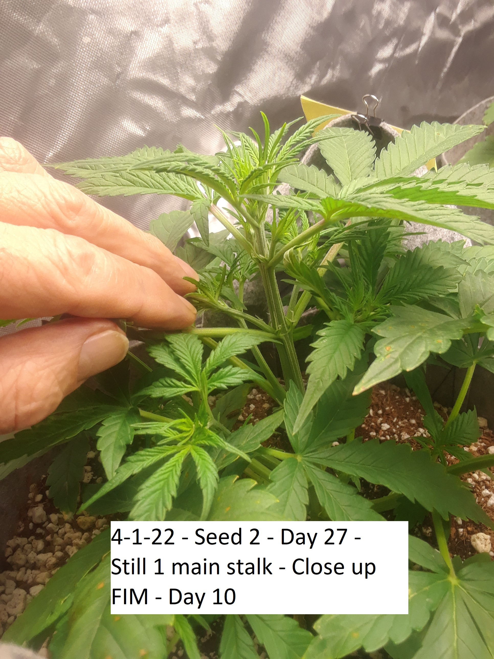 4-1-22 - Seed 2 - Day 27 - Still 1 main stalk - Close up - FIM - Day 10.jpg