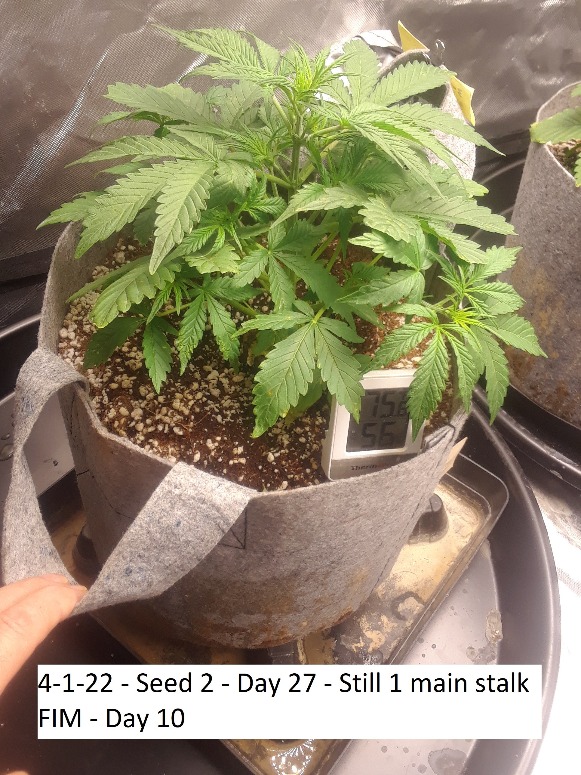 4-1-22 - Seed 2 - Day 27 - Still 1 main stalk - FIM - Day 10.jpg