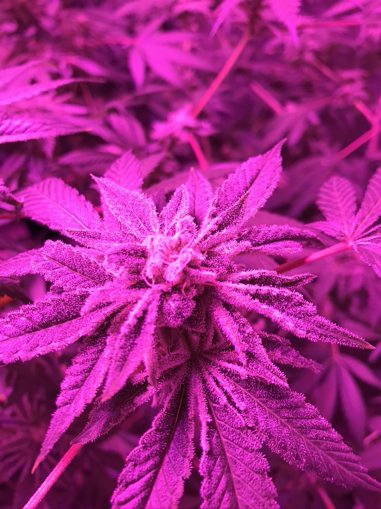 420B99B5-BB56-448B-9091-5FDF03C87E75_1_105_c.jpg