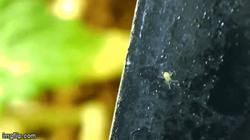 44qog5.gif
