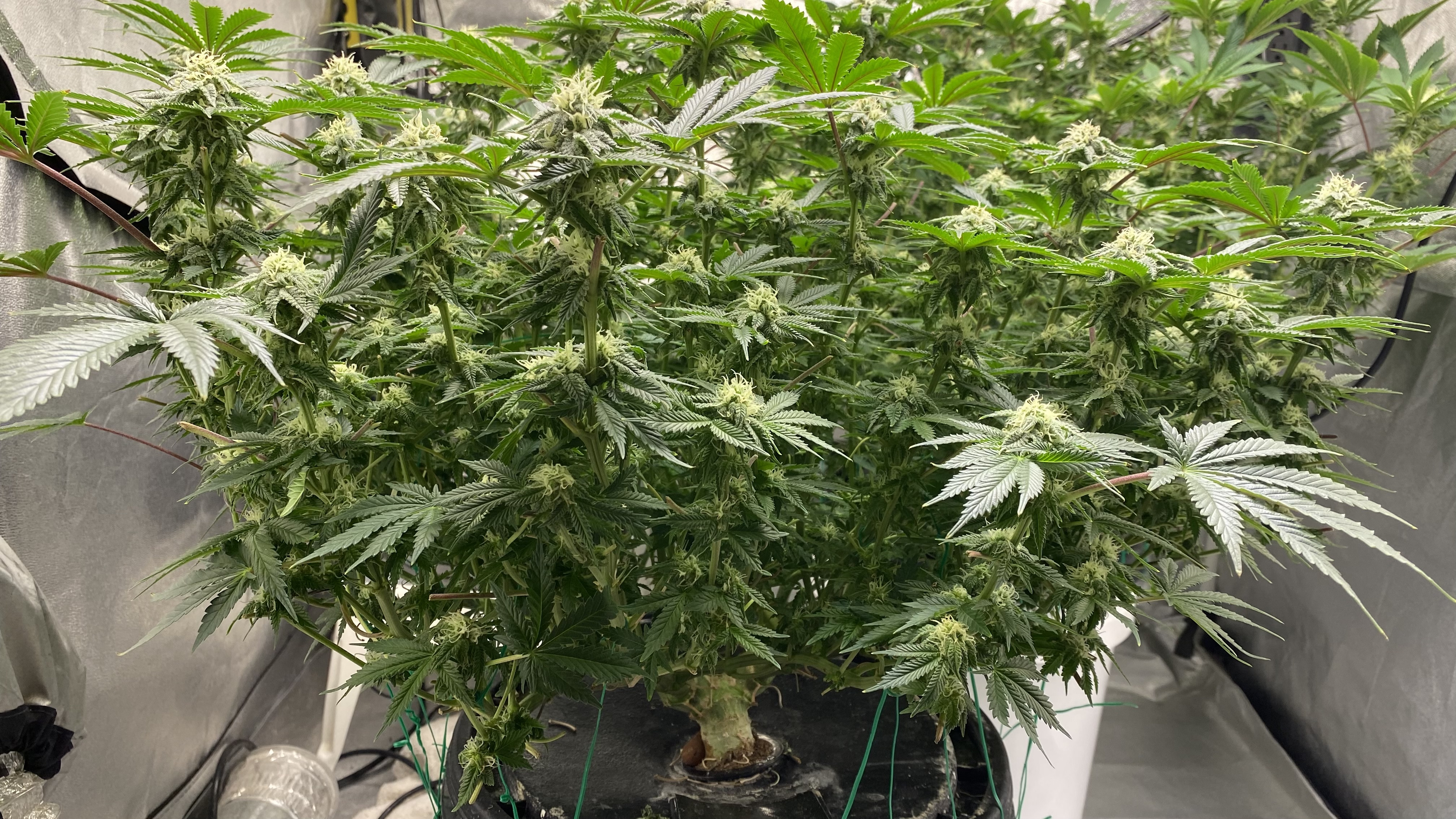 Chocolate Mint OG Week 5 Day 2  - Click image for larger versionName:	4CA100D2-6A17-4A2C-9111-E0F0D374C418.jpegViews:	0Size:	2.72 MBID:	545537