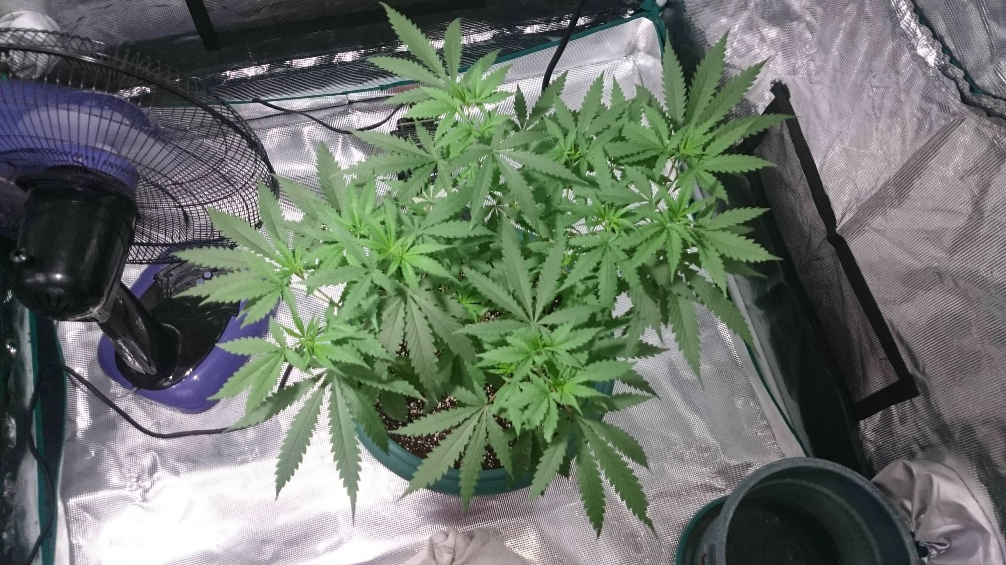 Healthy cannabis plant - Click image for larger versionName:	4TIgpJ0.jpgViews:	1Size:	1.15 MBID:	140685