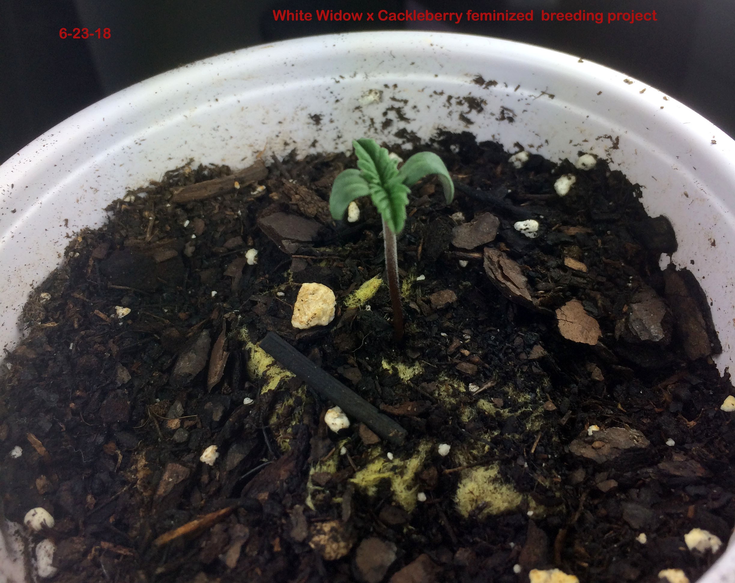 Click image for larger version  Name:	6-23-18 breeding.JPG Views:	1 Size:	721.9 KB ID:	223012