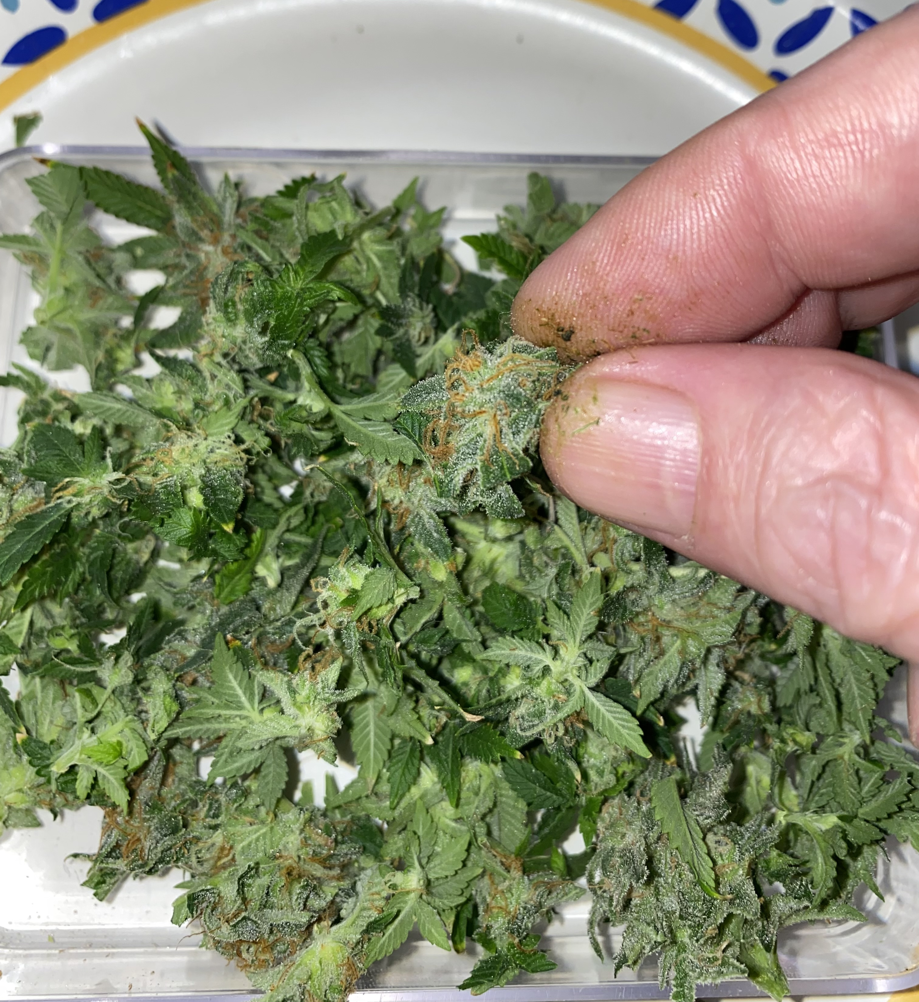 Popcorn bud Samplers - Click image for larger version  Name:	6D33D242-DD87-4E39-926C-2B5706C0C630.jpeg Views:	0 Size:	2.06 MB ID:	547462