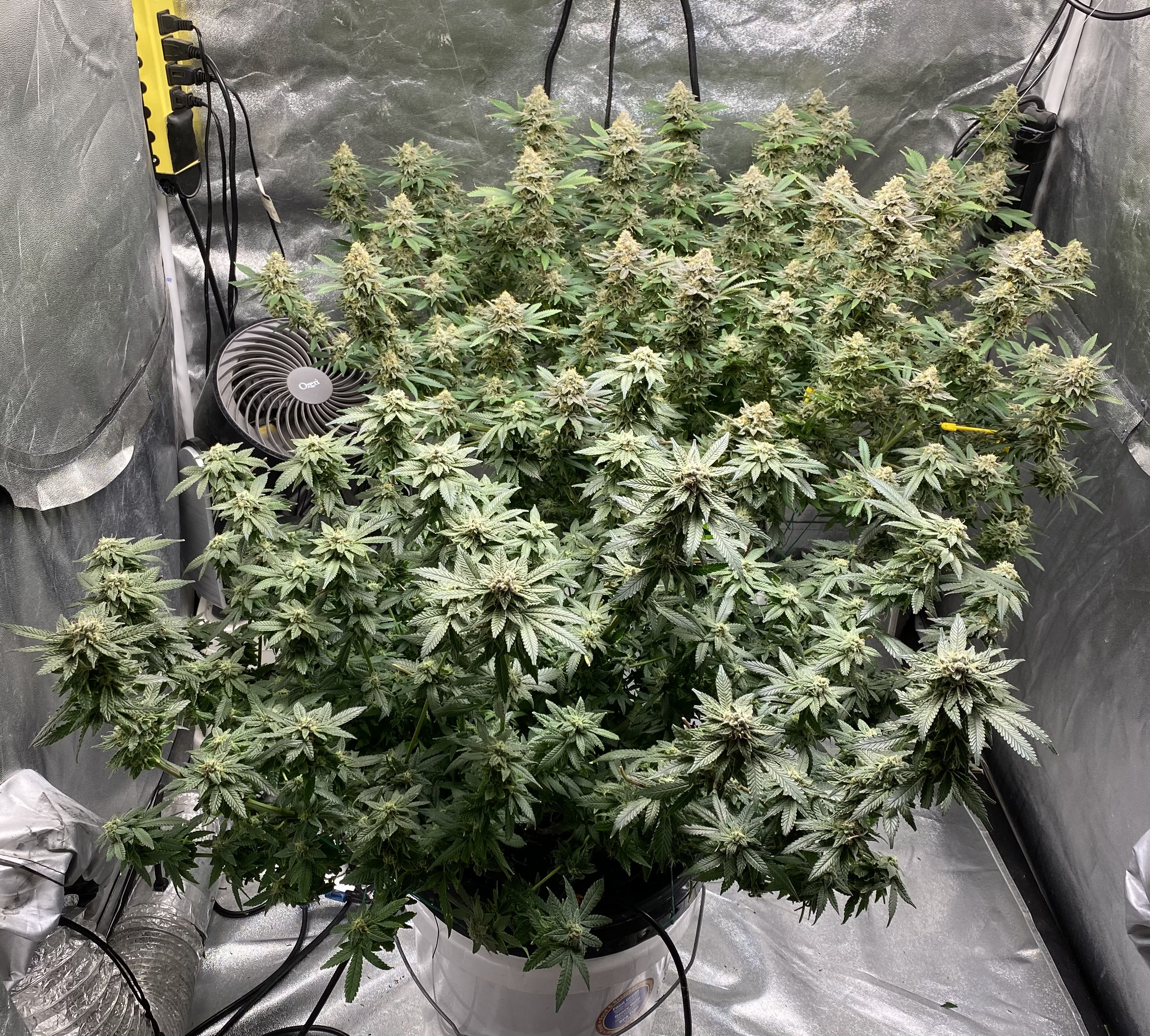 Click image for larger versionName:	6DaysTillHarvest.jpgViews:	39Size:	3.12 MBID:	564731