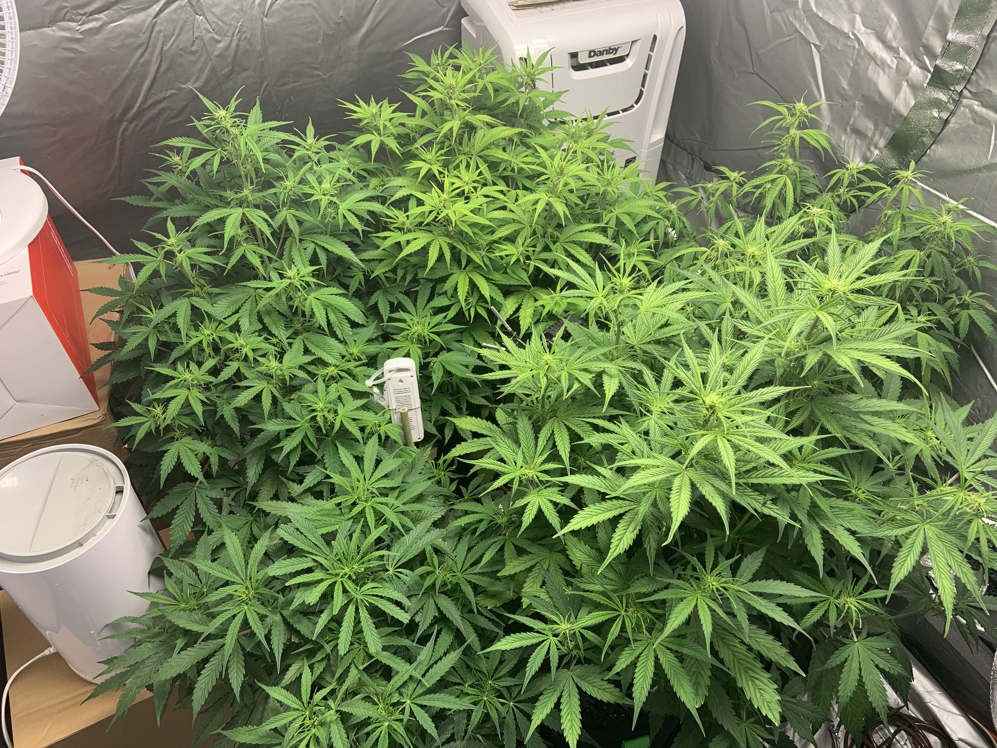 7 weeks 2 (1).jpg