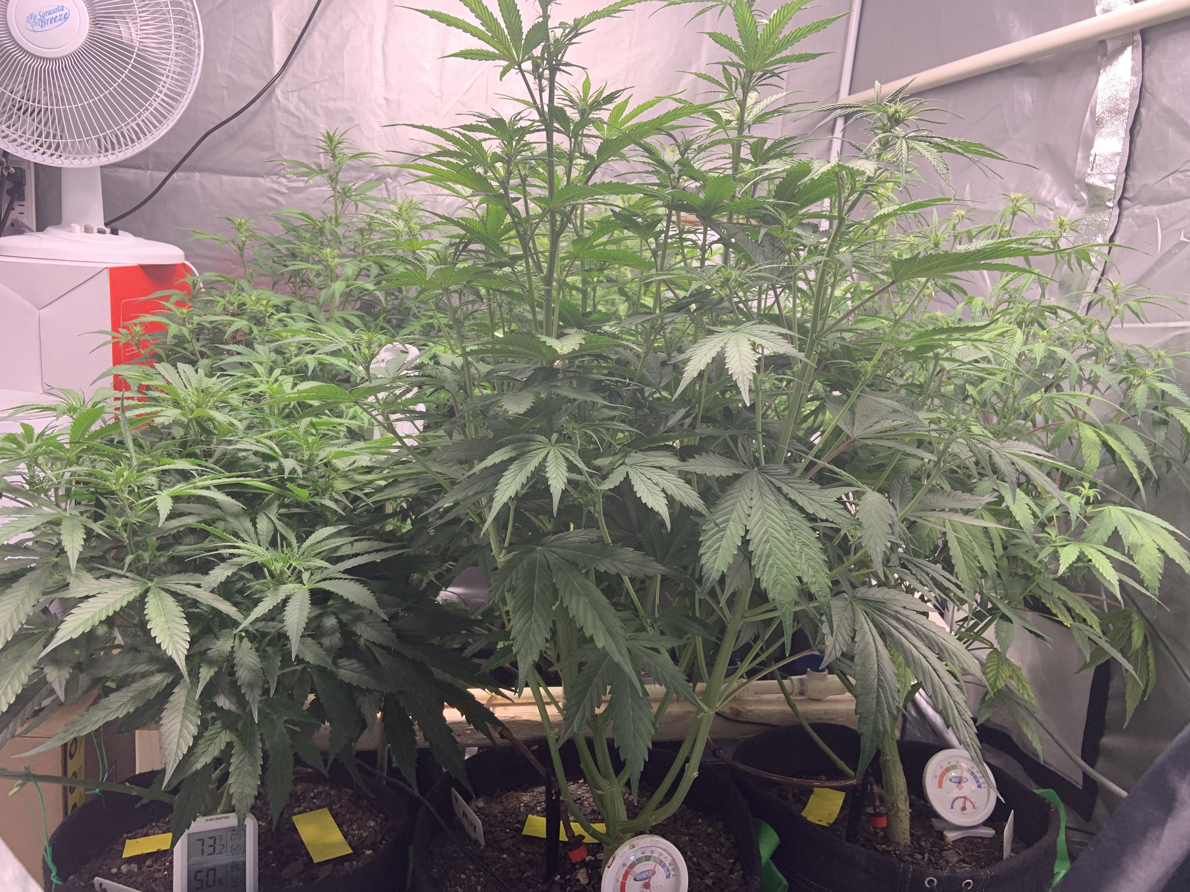 7 weeks 2 (2).jpg