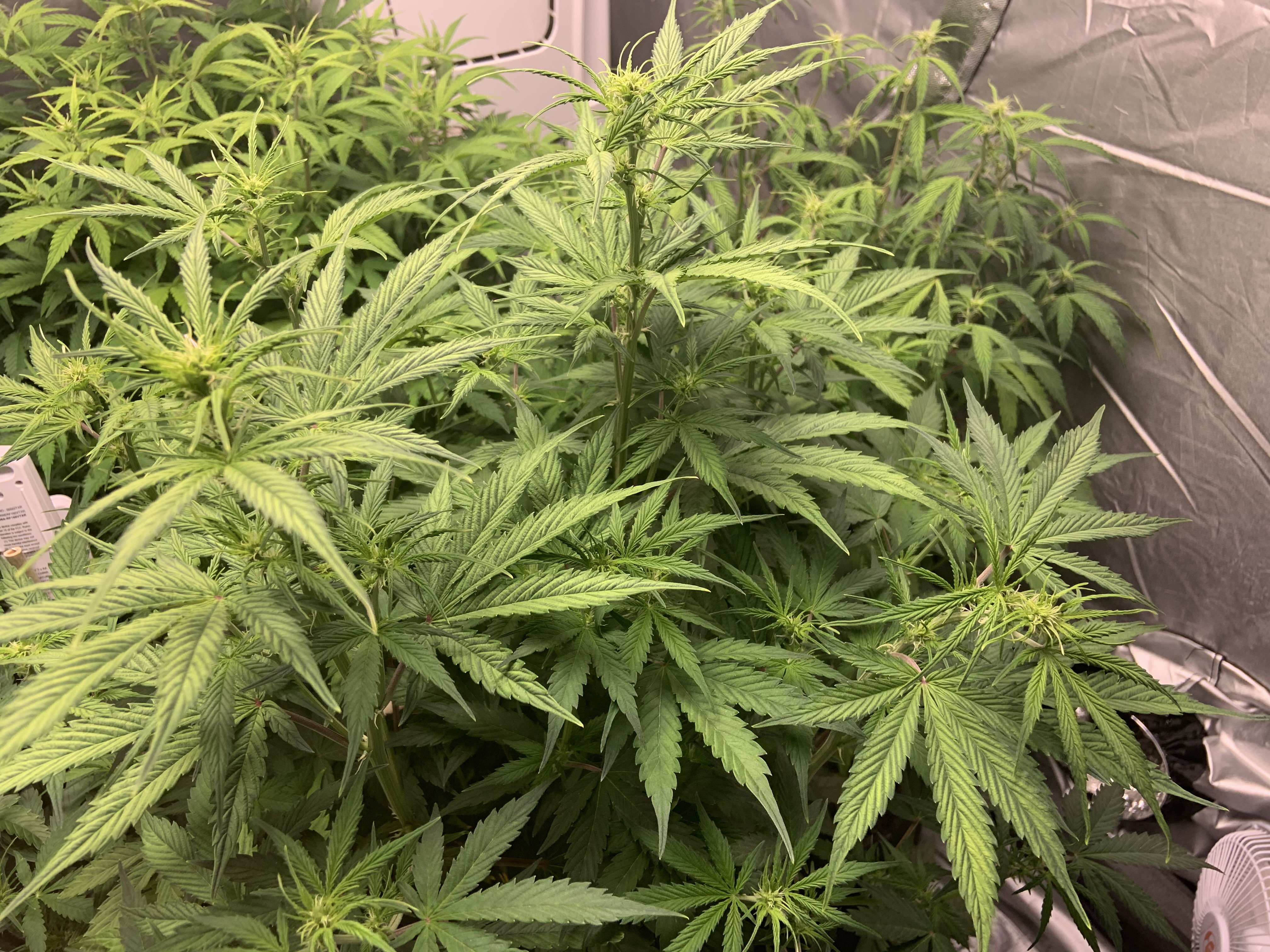 7 weeks 2 (3).jpg