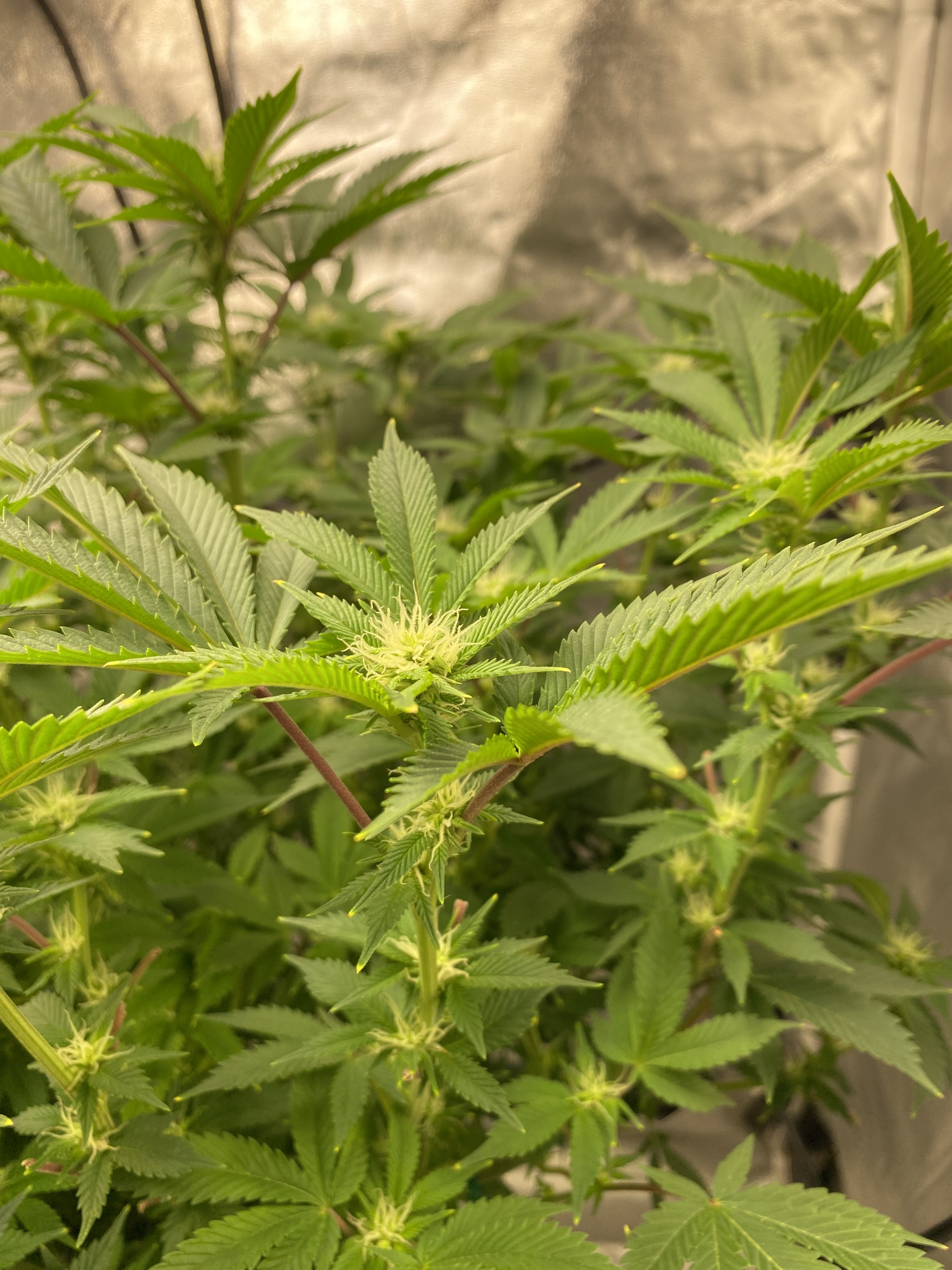 Banana Kush  - Click image for larger versionName:	74B6B053-B003-479D-8359-185A0A3BE613.jpegViews:	0Size:	2.18 MBID:	544117