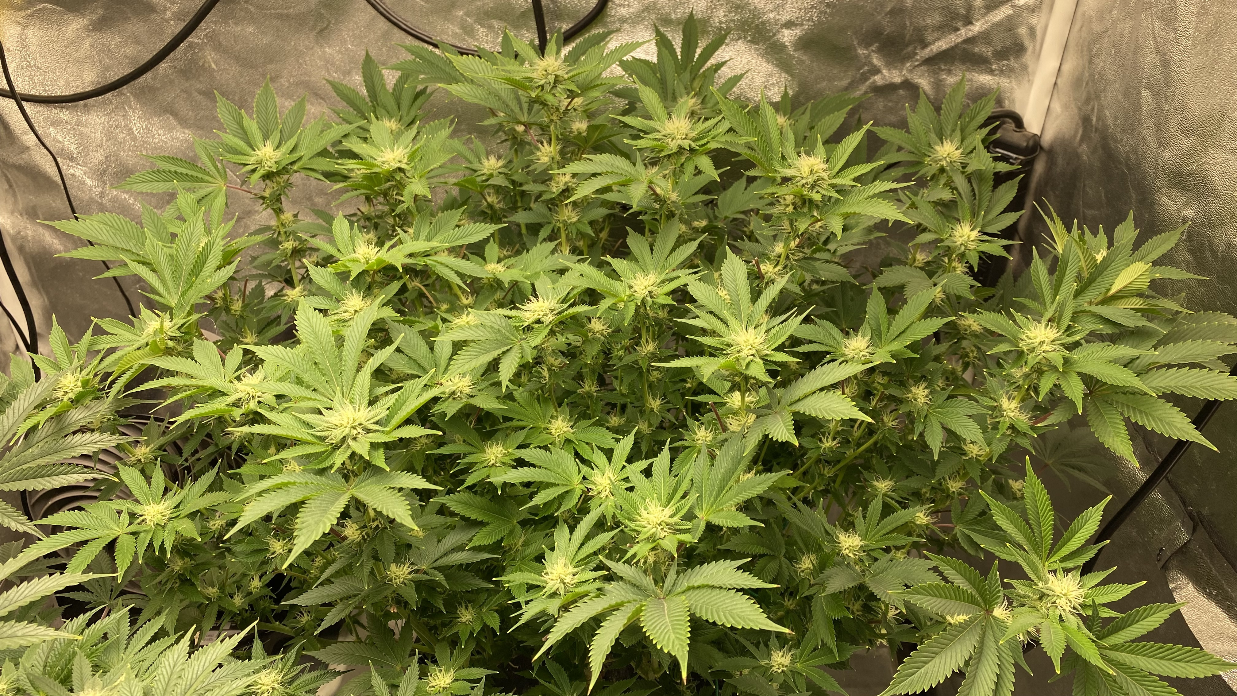Chocolate Mint OG Flowering Day 26 - Click image for larger versionName:	1AE70BB3-A82D-4CD0-9A06-FEB3C3D35D52.jpegViews:	0Size:	3.48 MBID:	544788