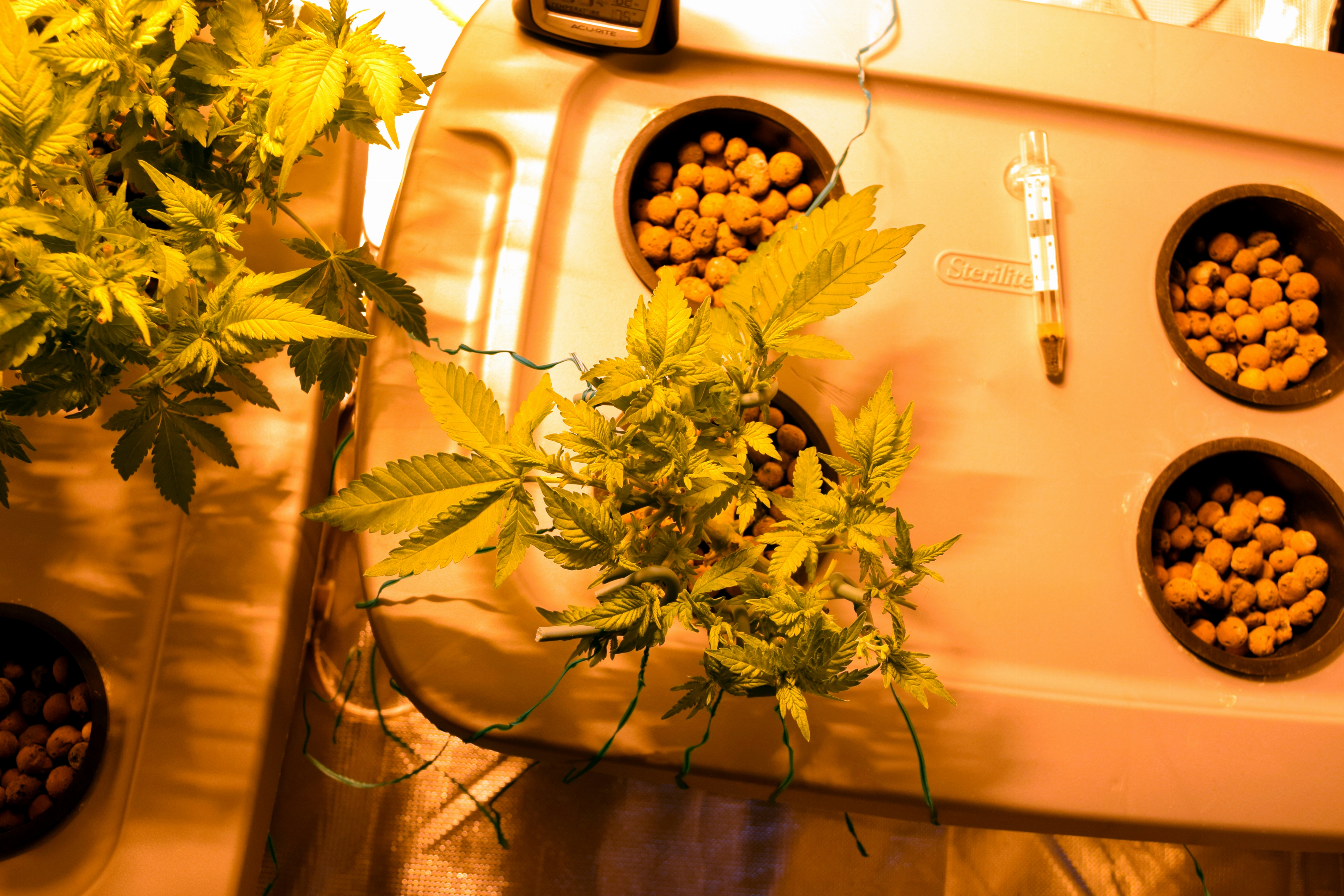 Click image for larger version  Name:	Eightdaysflowering.jpg Views:	1 Size:	7.76 MB ID:	36674