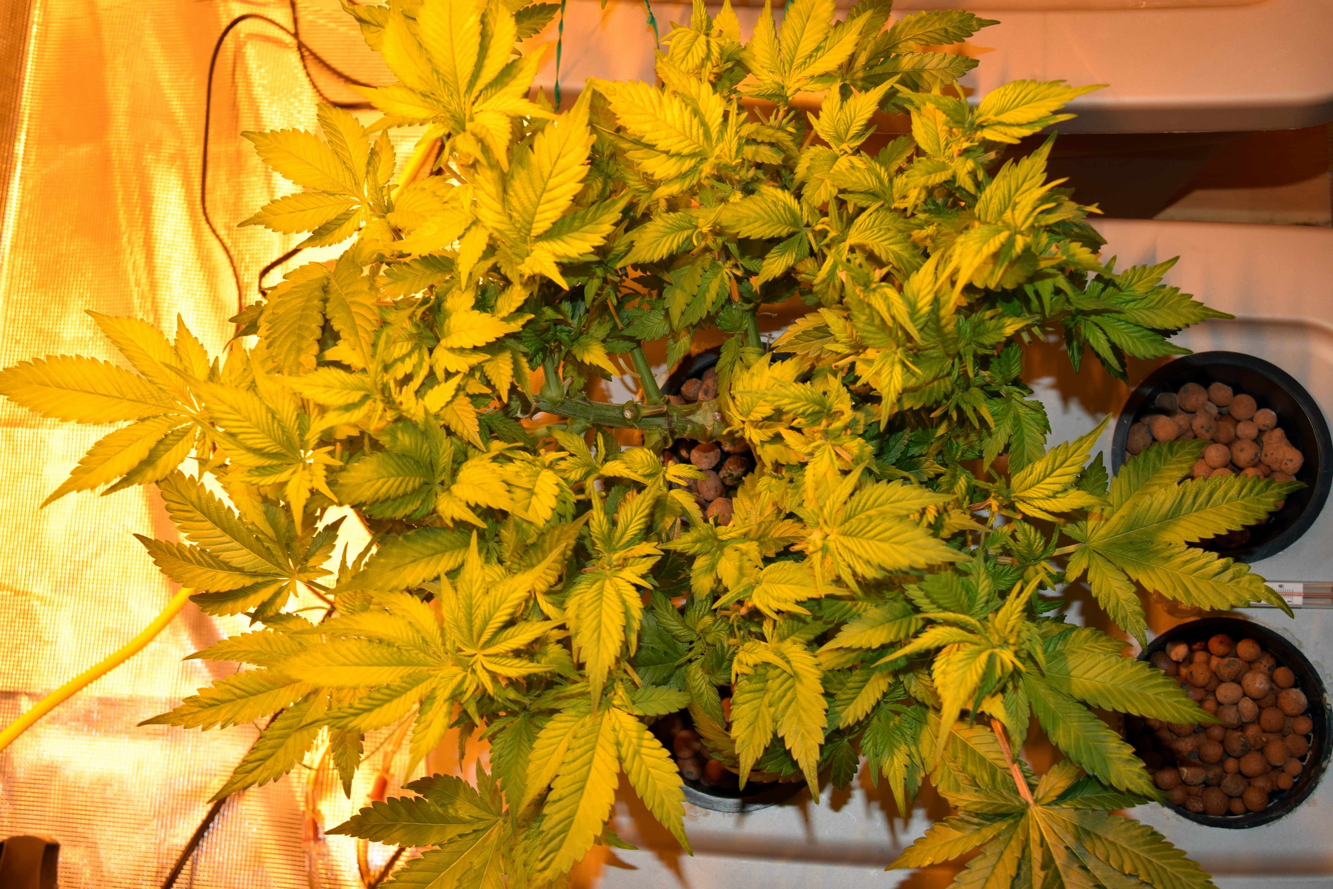 Click image for larger version  Name:	Eightdaysflowering.jpg Views:	1 Size:	7.76 MB ID:	36674