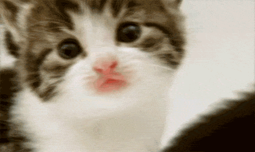 8VIk.gif