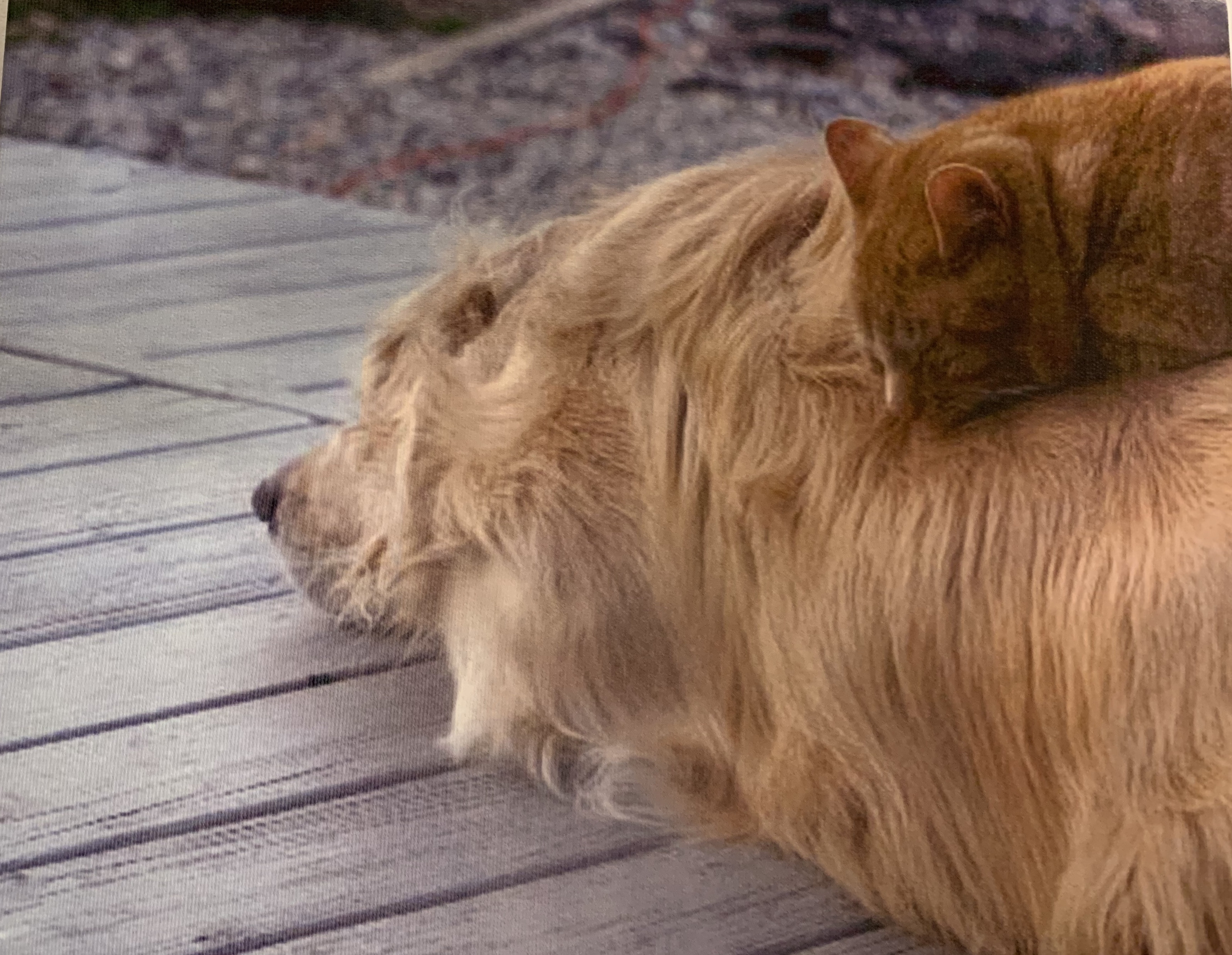9AB692BB-25A6-4C76-828C-10DE7CD54C02.jpeg