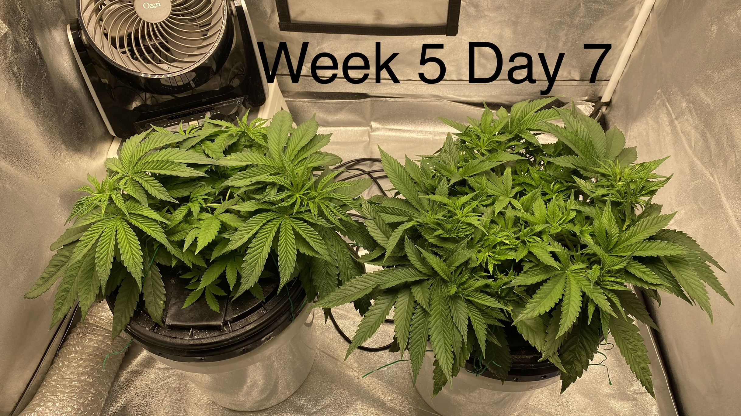 Click image for larger version  Name:	1D5E0905-BDFC-4813-9760-7366016631E3.jpeg Views:	11 Size:	1.91 MB ID:	557477