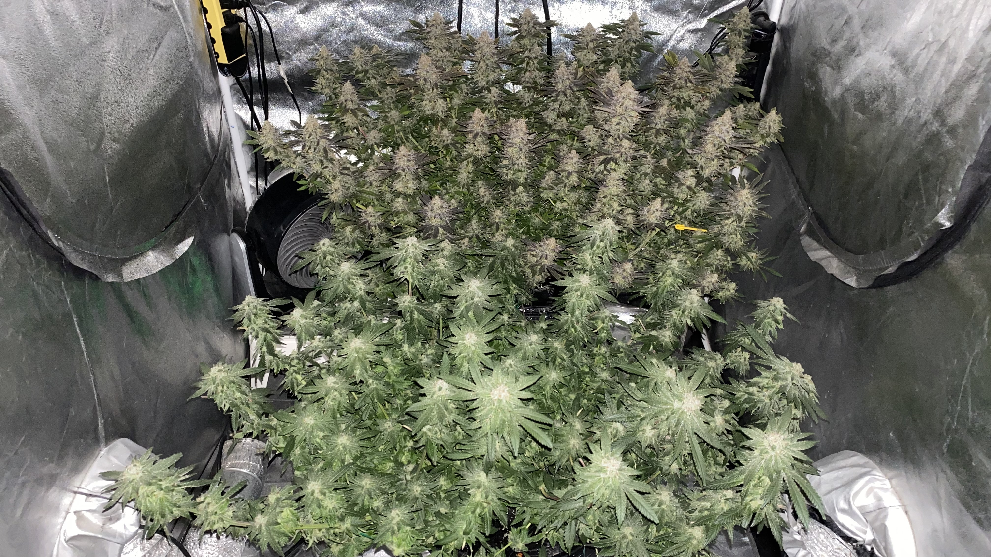 Click image for larger version  Name:	AAA JustbeforeHarvest.jpg Views:	6 Size:	4.03 MB ID:	564743