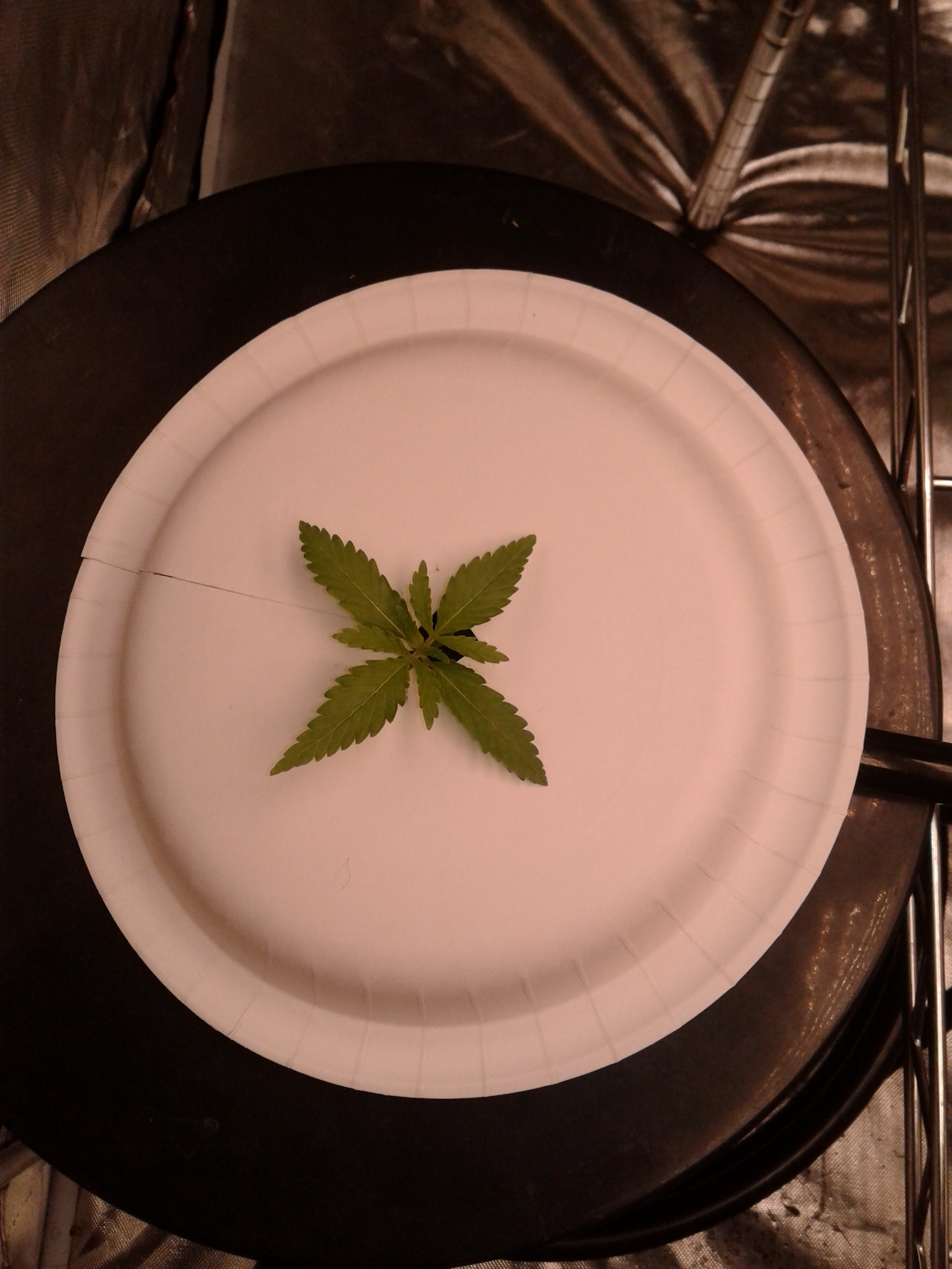afghan.jpg