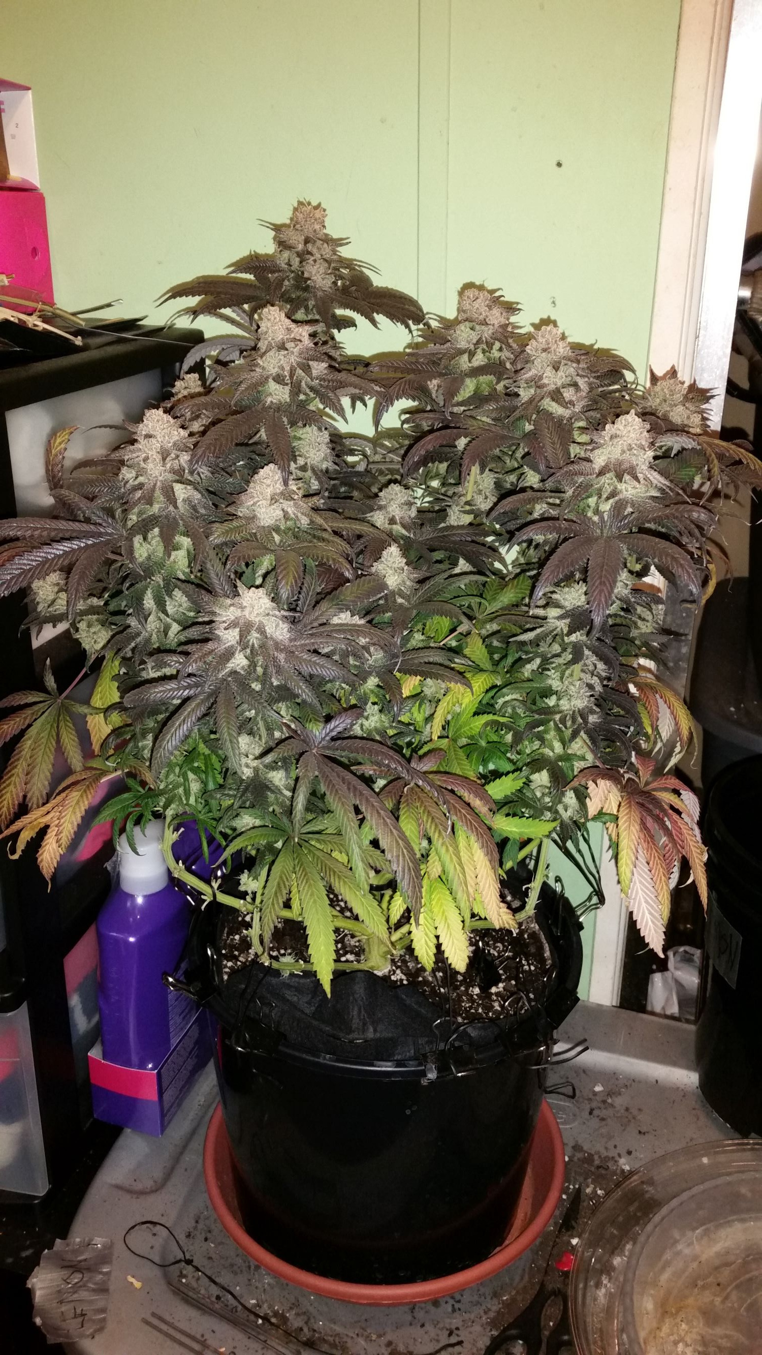 Alaskan Purple.jpg