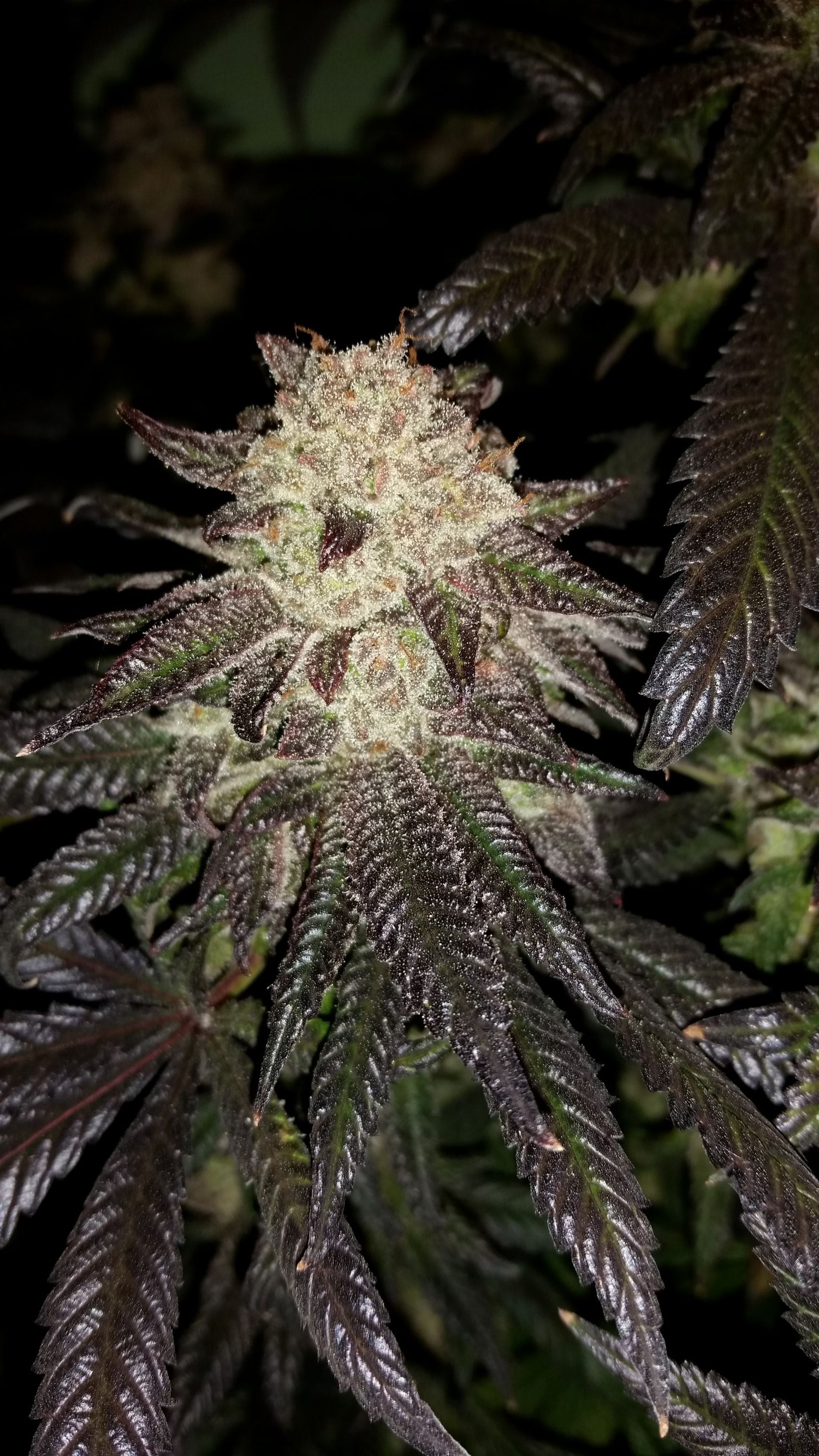 Alaskan Purple2.jpg