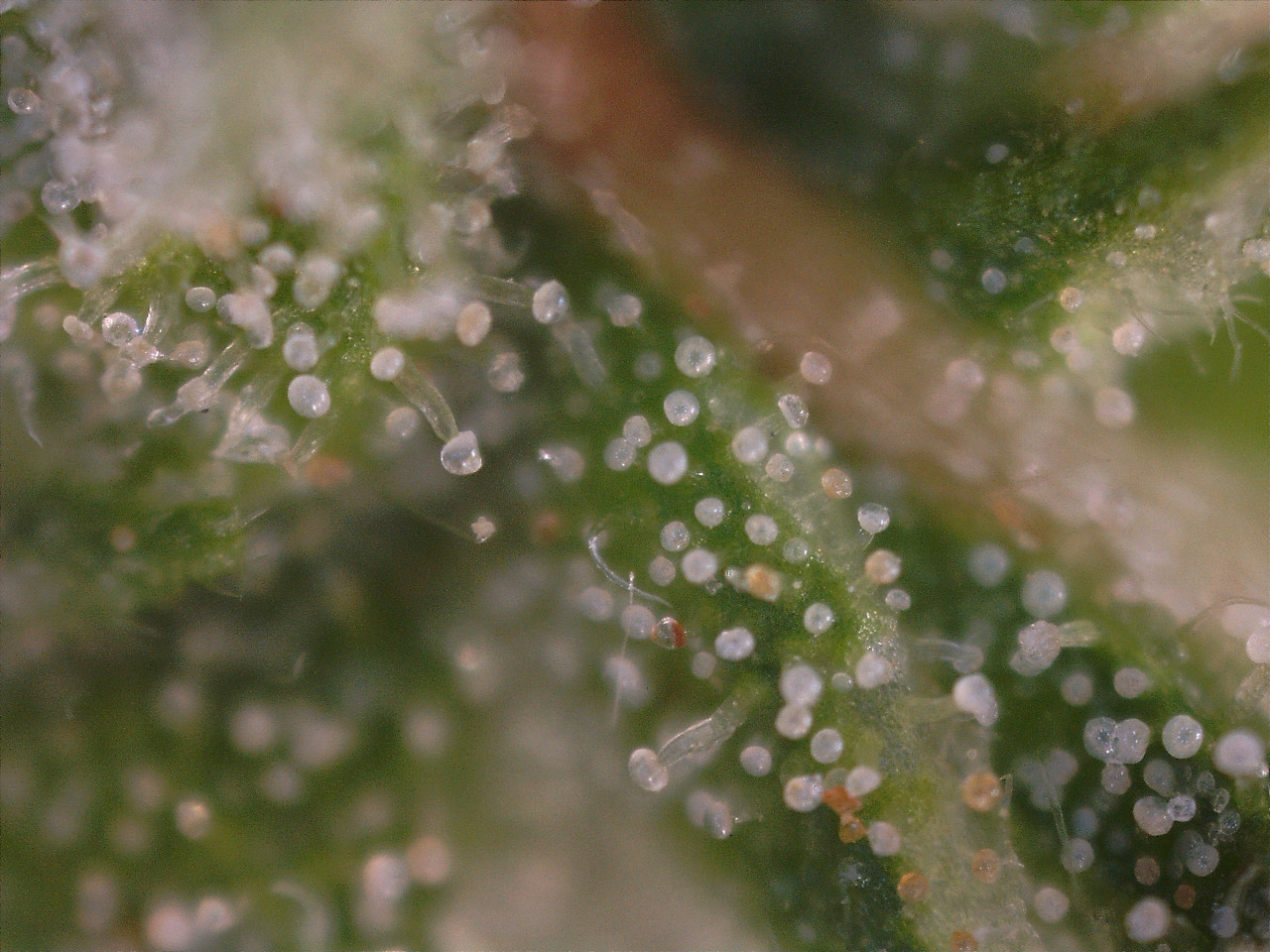 Amnesia Haze before harvest.jpg