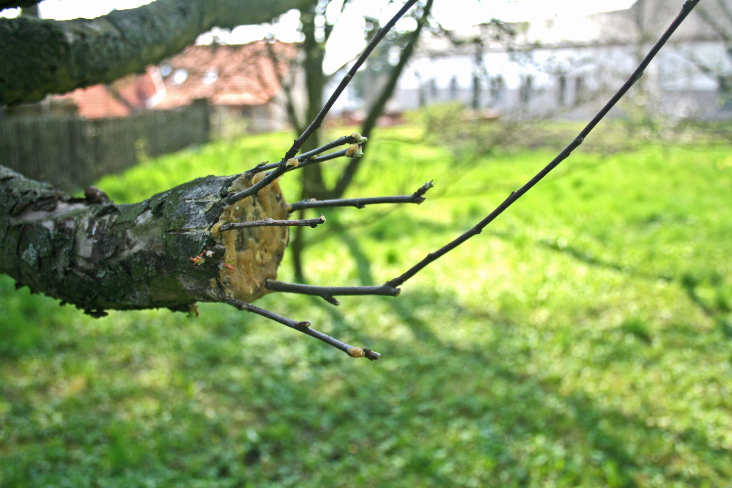 apple-tree-grafting-1.jpg - Click image for larger version  Name:	apple-tree-grafting-1.jpg Views:	1 Size:	2.20 MB ID:	83770