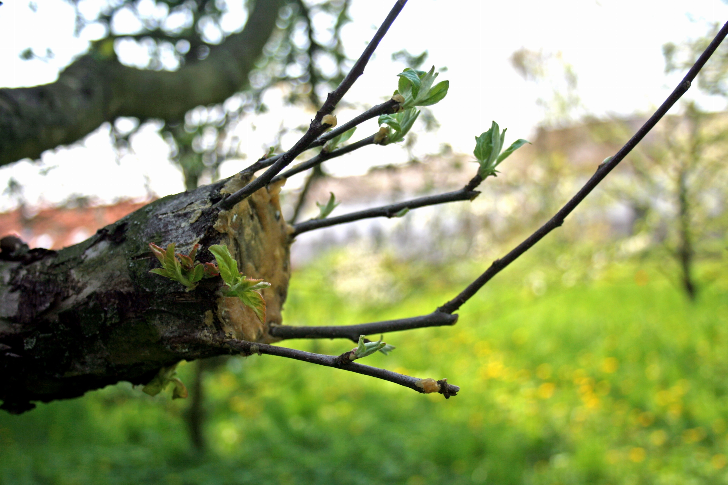 apple-tree-grafting-14-days-later.jpg - Click image for larger version  Name:	apple-tree-grafting-14-days-later.jpg Views:	1 Size:	1.94 MB ID:	83772